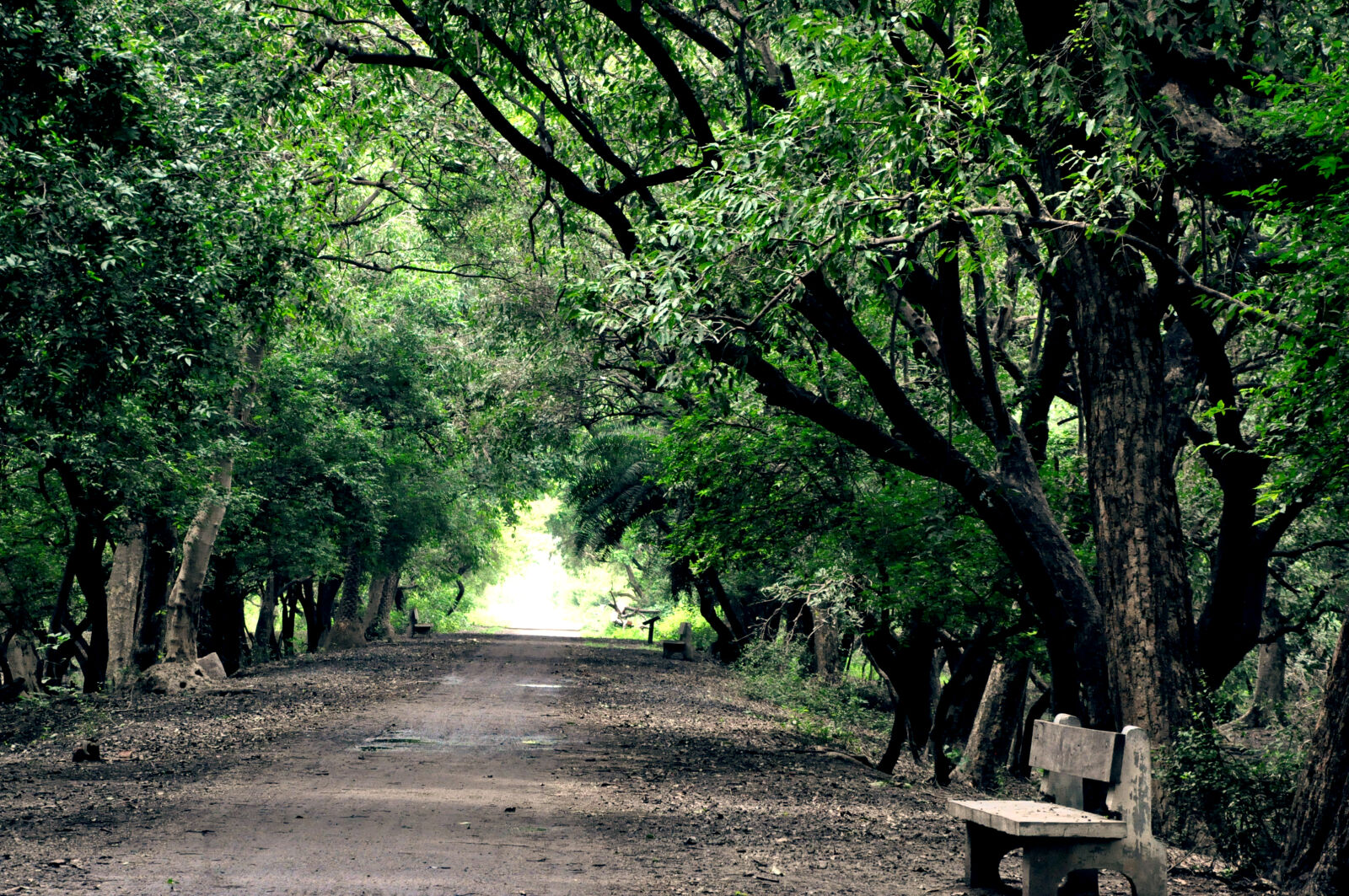 Nikon D90 sample photo. Forest, forest, path, greenery photography