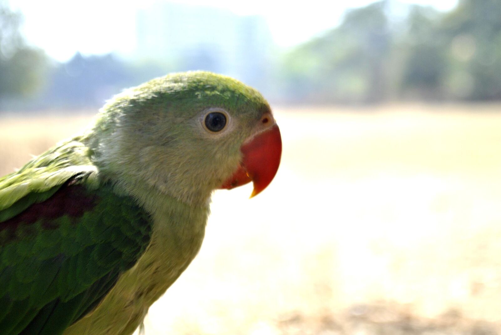 Nikon D3000 sample photo. Green, parrot, bird, animal photography