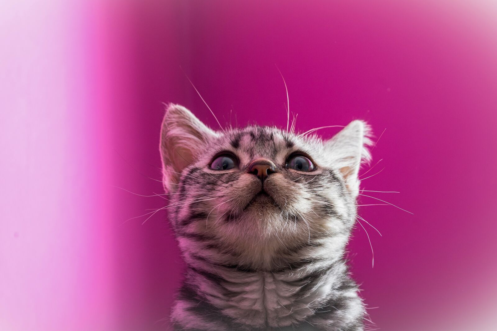 Nikon D5300 sample photo. Kitten, cat, sweet photography