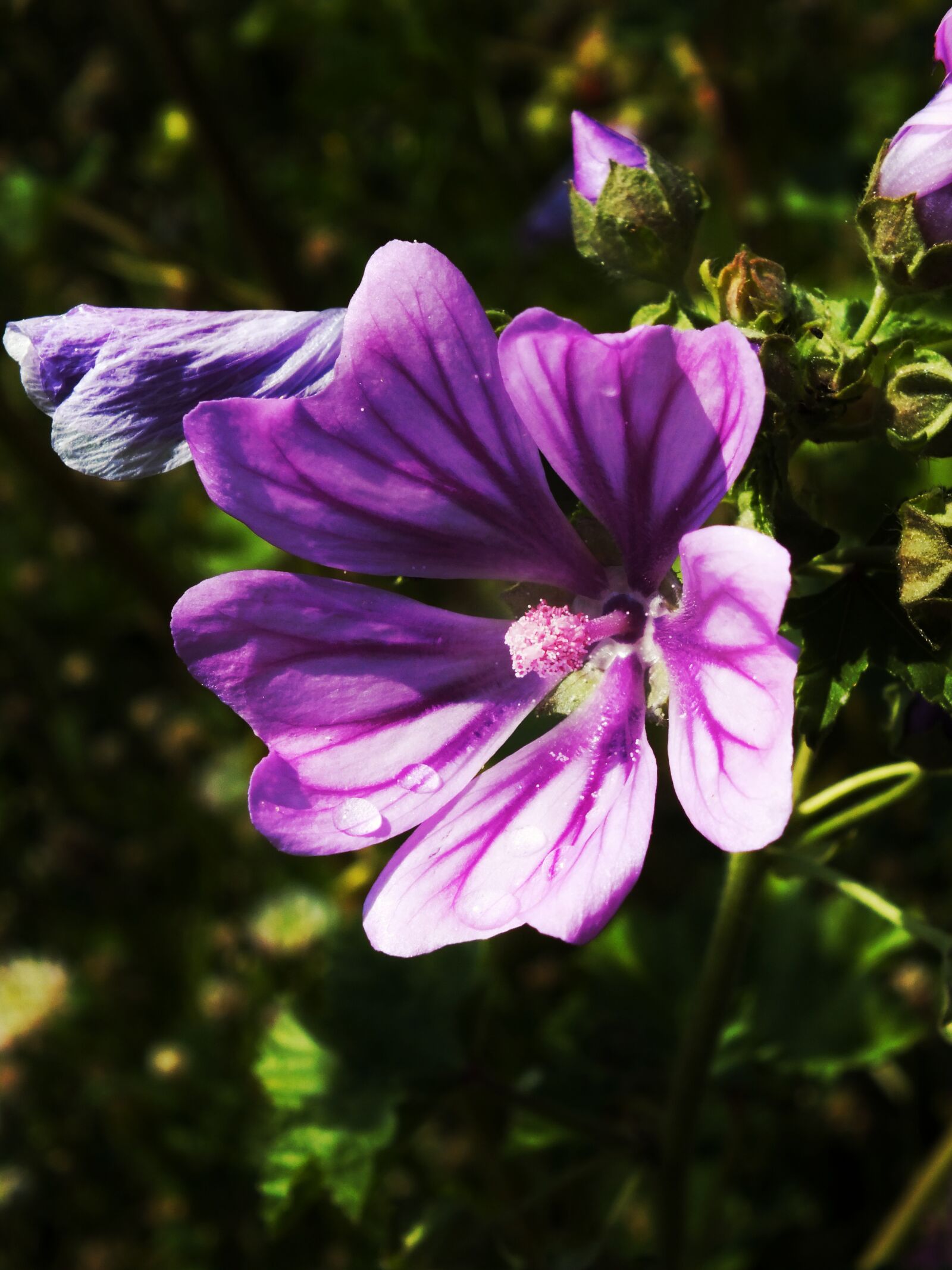 Fujifilm FinePix HS25EXR sample photo. Flower, purple, nature photography