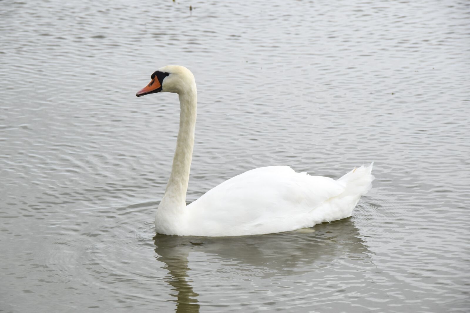 Nikon D5300 sample photo. Swan, bird, white photography