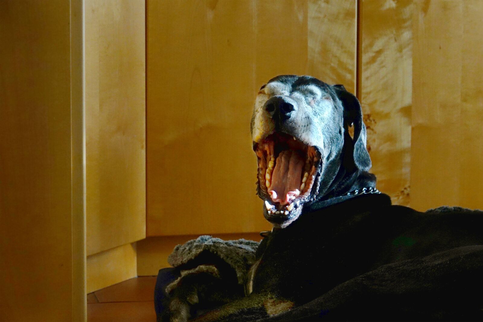Sony Cyber-shot DSC-RX10 III sample photo. Animal, dog, great dane photography