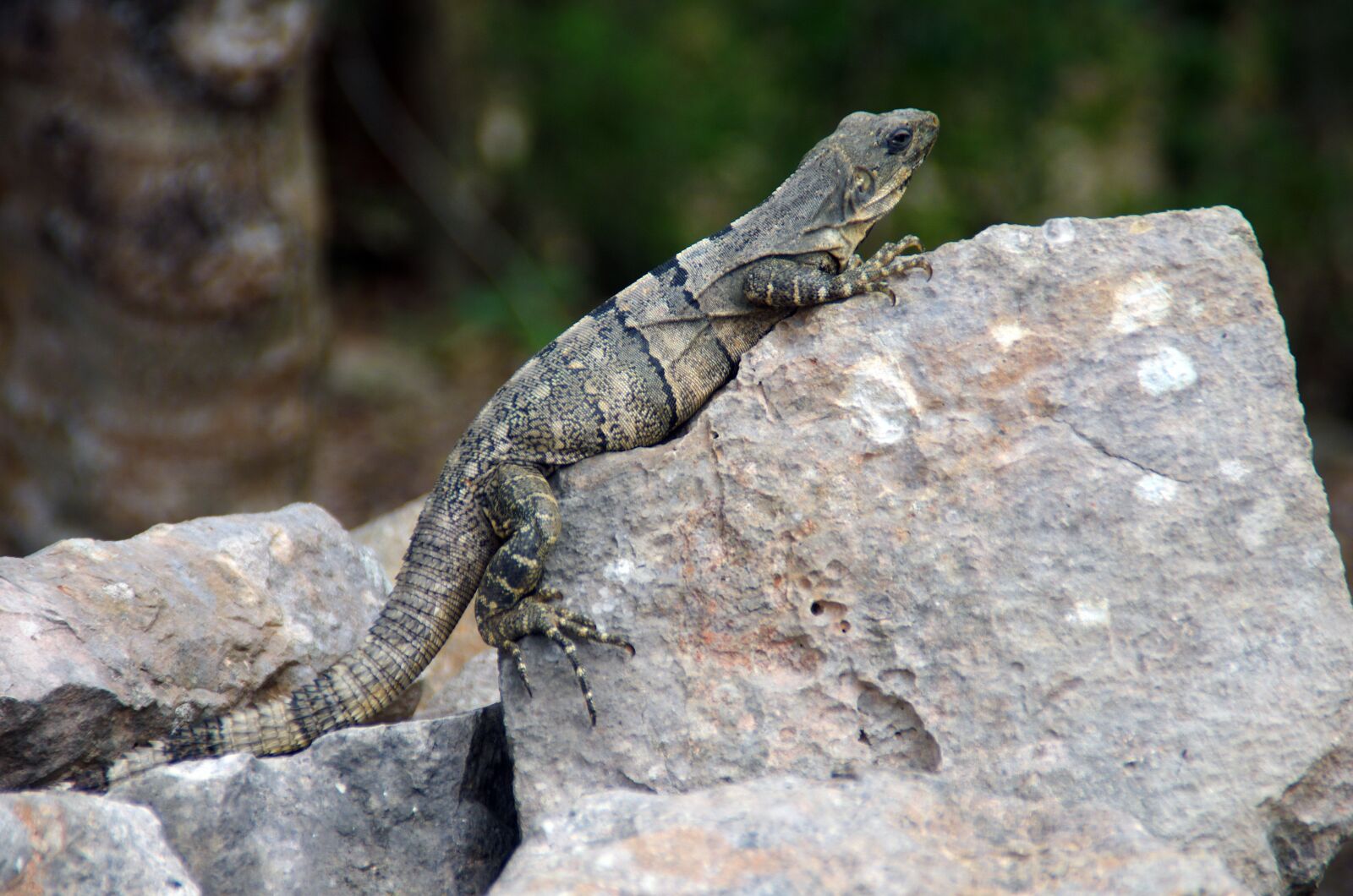 Pentax K-5 sample photo. Mexico, iguana, reptile photography