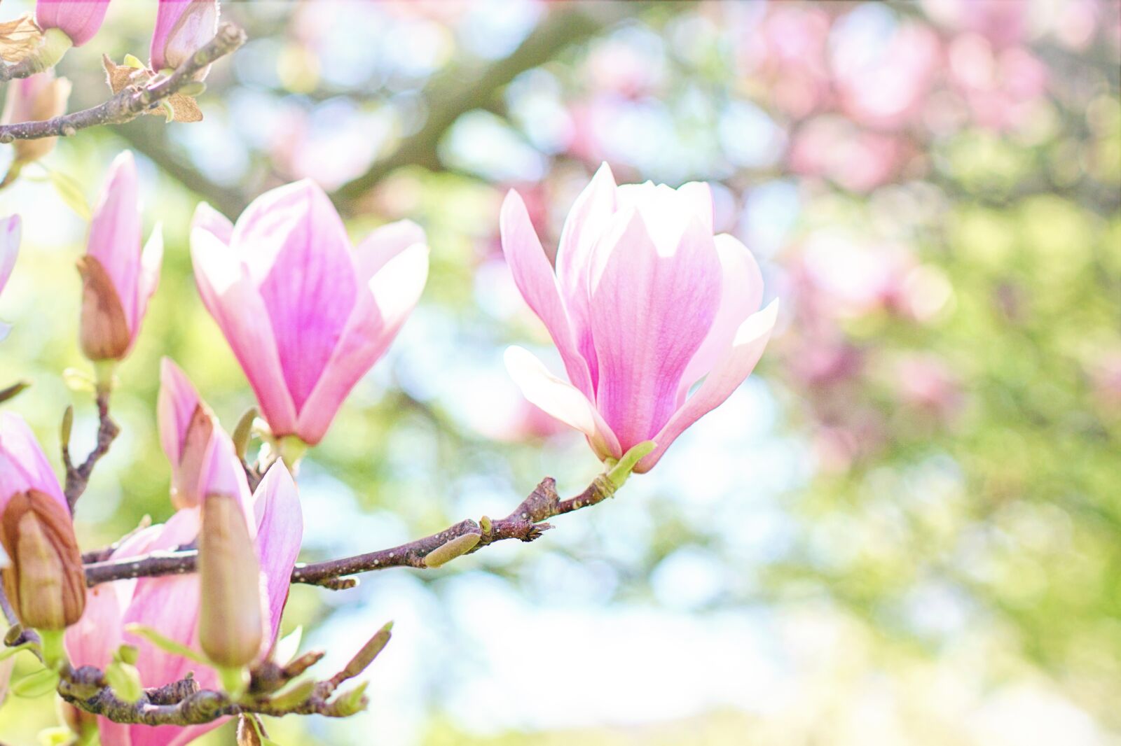Canon EF 50mm F1.4 USM sample photo. Magnolia, blossoms, blooms photography