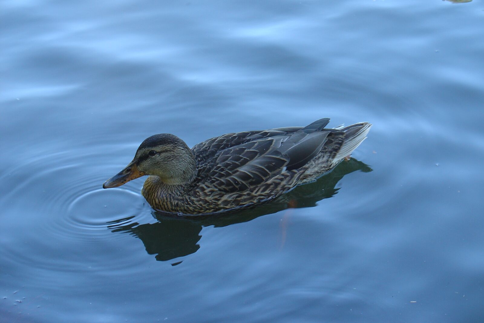 Sony DSC-V1 sample photo. Duck, lake, bird photography