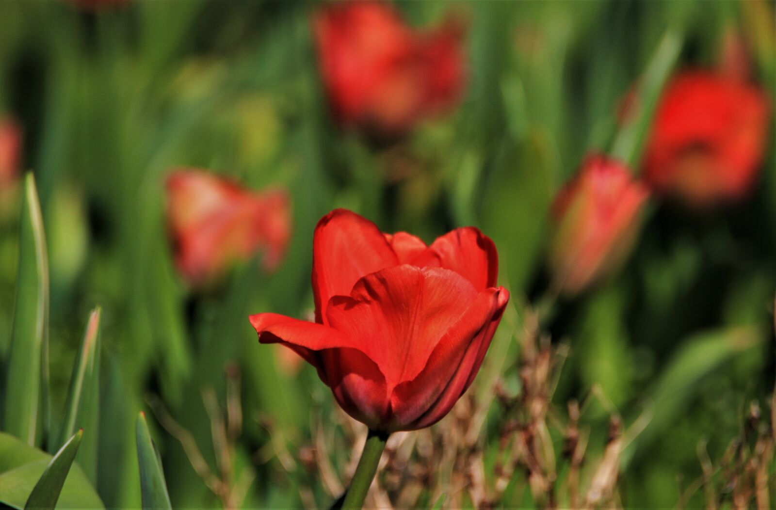 Canon EOS 7D sample photo. Tulips, tulip, red photography