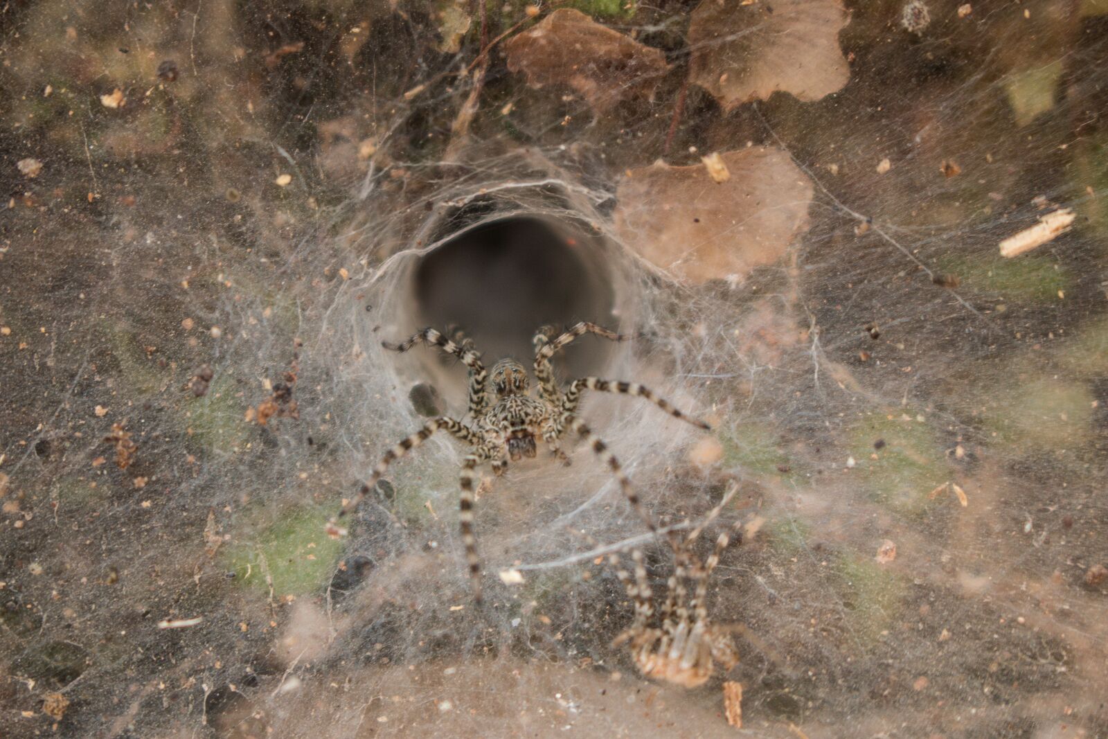 Canon EOS 70D sample photo. Spider, insect, cobweb photography