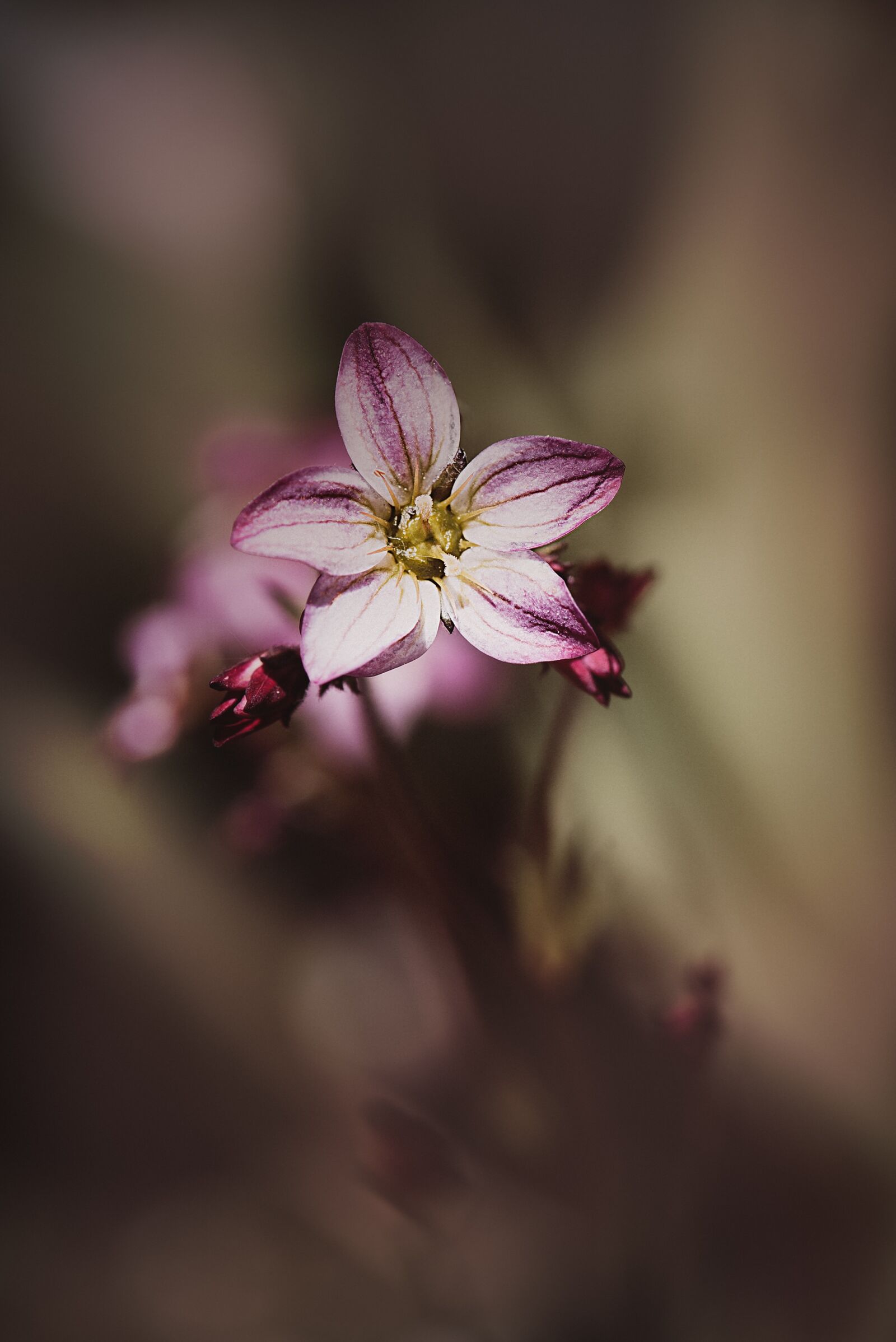 Nikon D750 sample photo. Flower, blossom, bloom photography