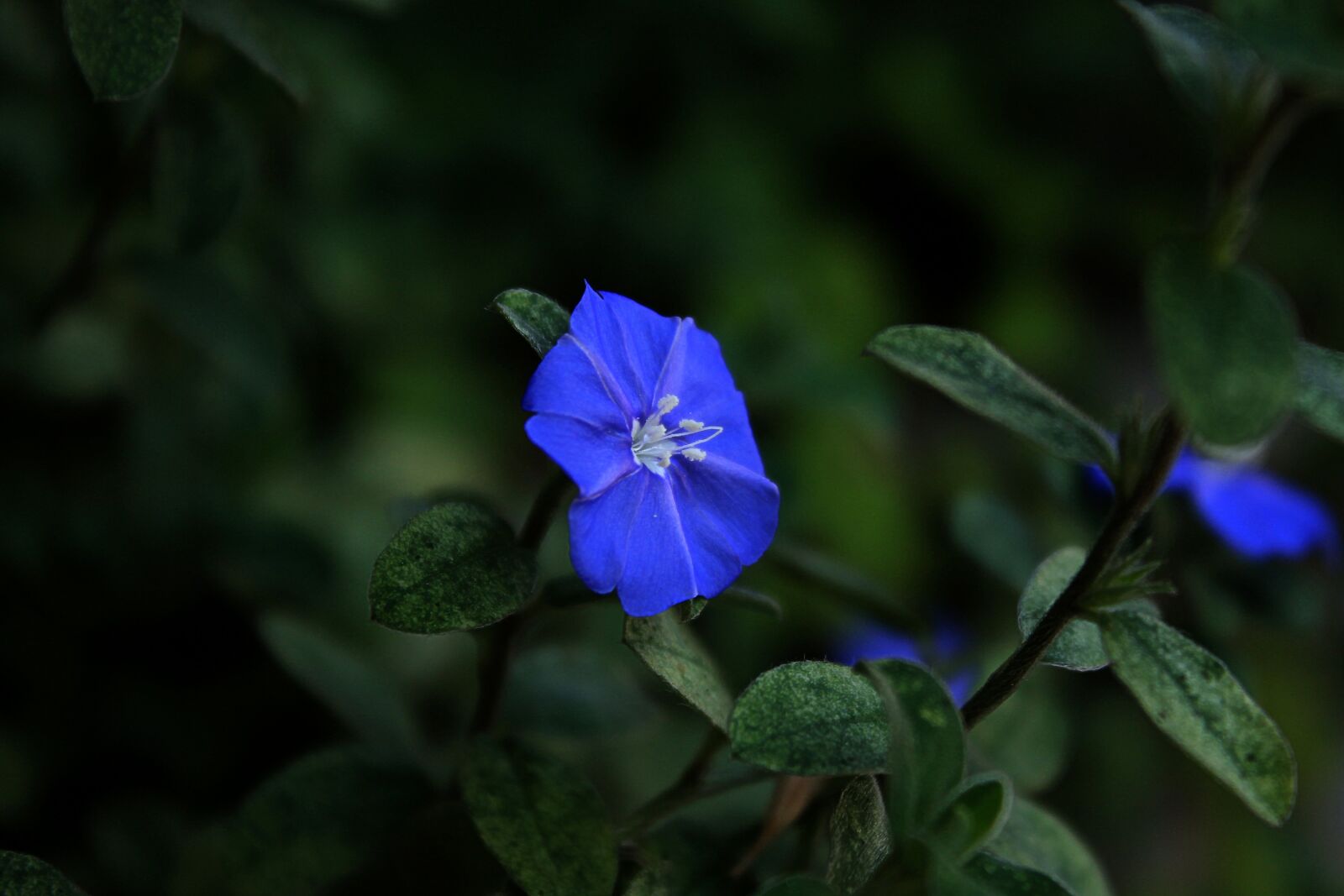 Canon EOS 1100D (EOS Rebel T3 / EOS Kiss X50) sample photo. Blue flower cerrado, blue photography