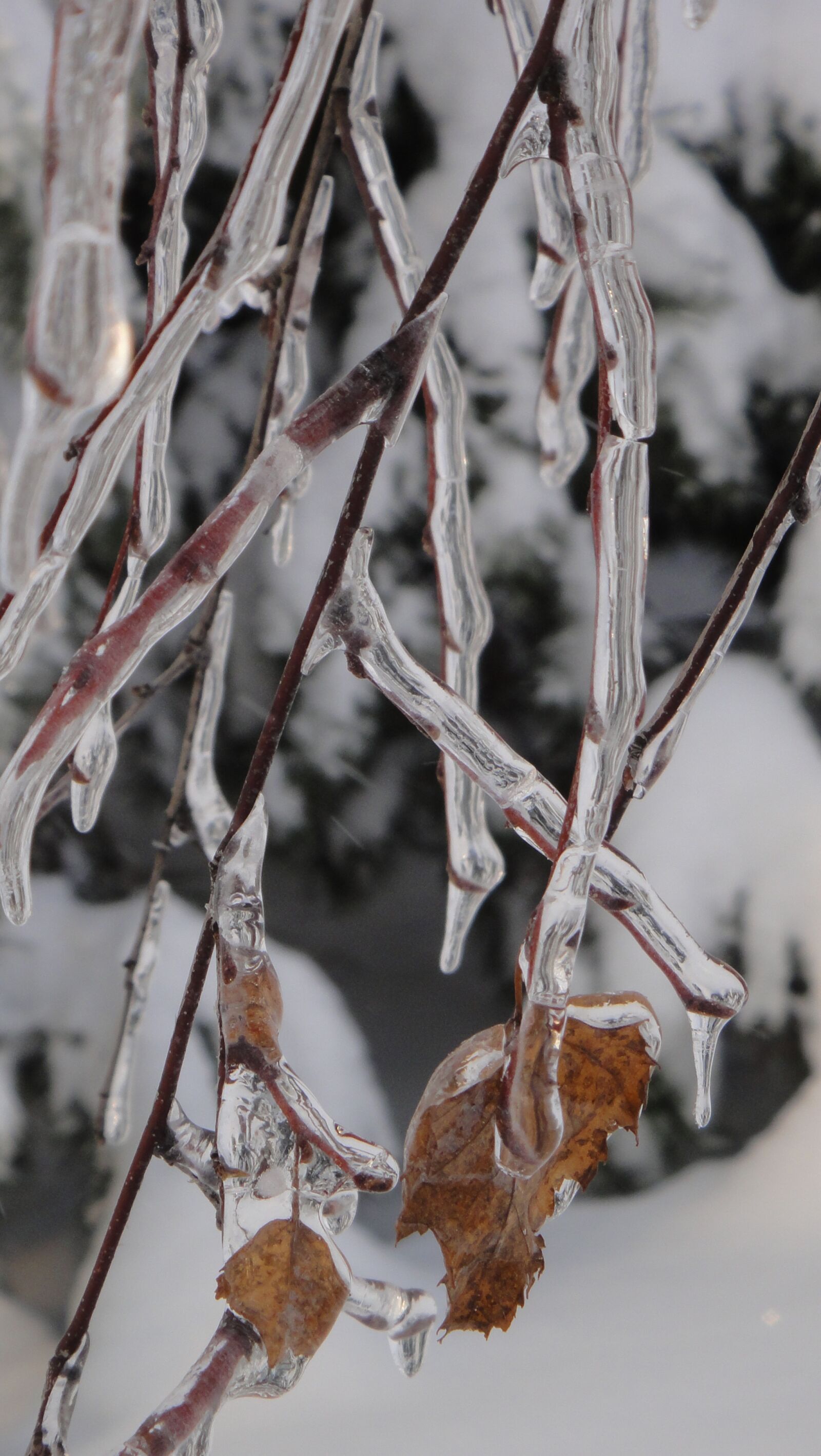 Sony DSC-TX7 sample photo. Nature, winter, snow photography