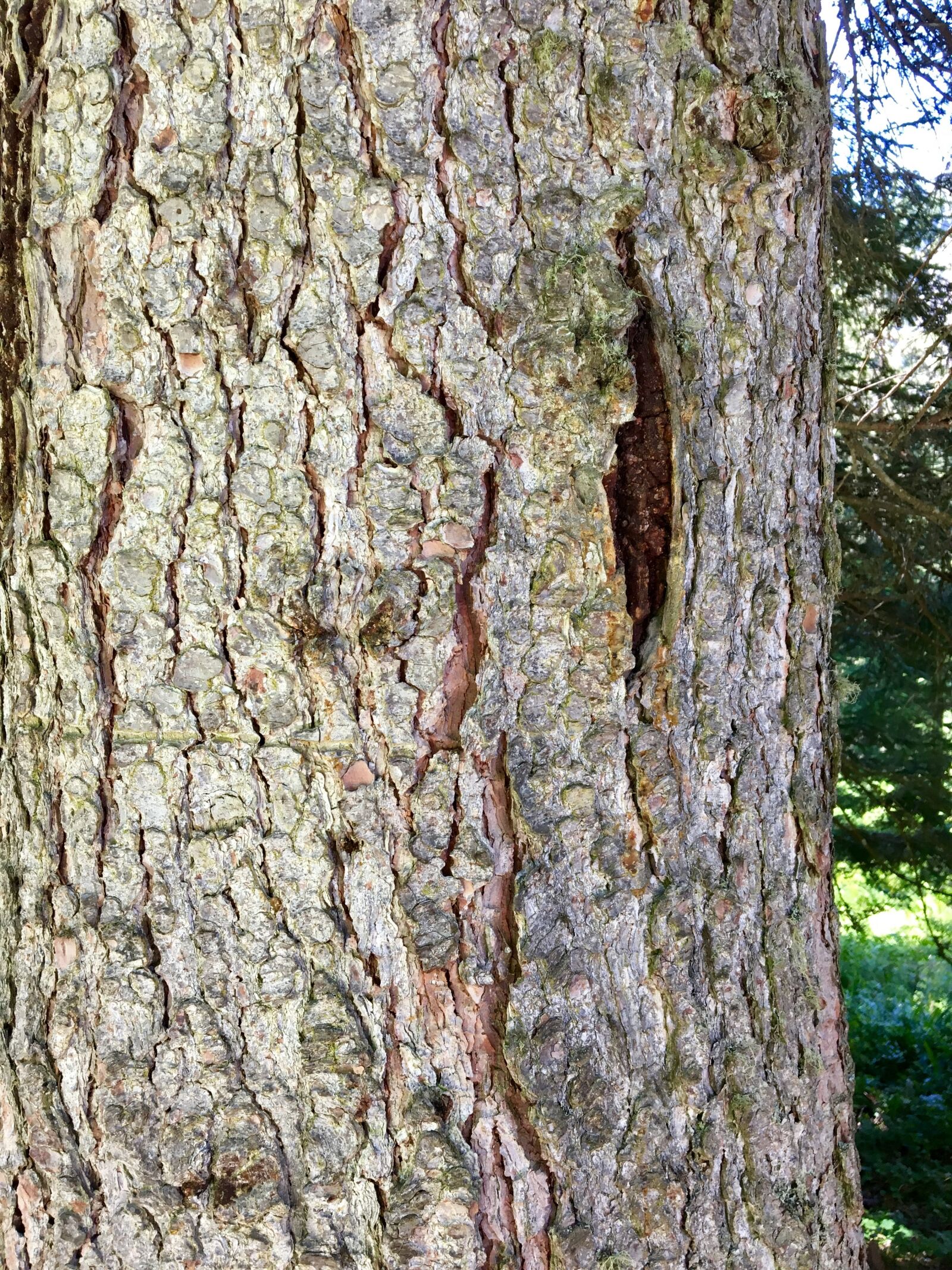 Apple iPhone 6s sample photo. Tree bark, tribe, wood photography