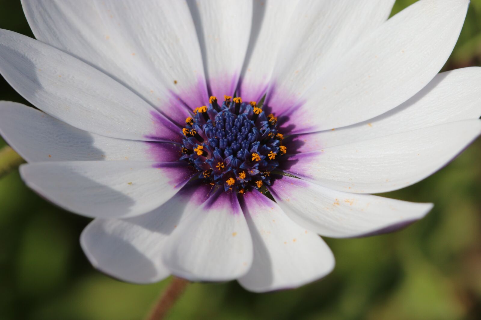 Canon EOS 70D + Canon EF 100mm F2.8 Macro USM sample photo. White, pink, flower photography