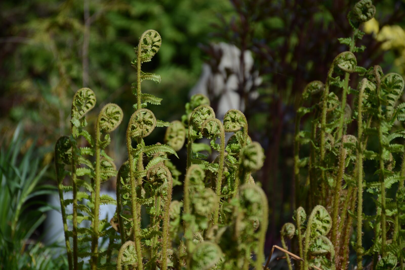 Nikon D7100 sample photo. Bracken, green, plant photography