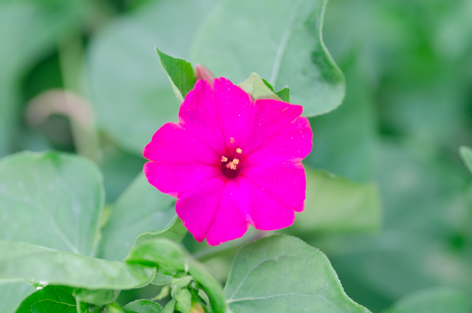 Tamron SP AF 90mm F2.8 Di Macro sample photo