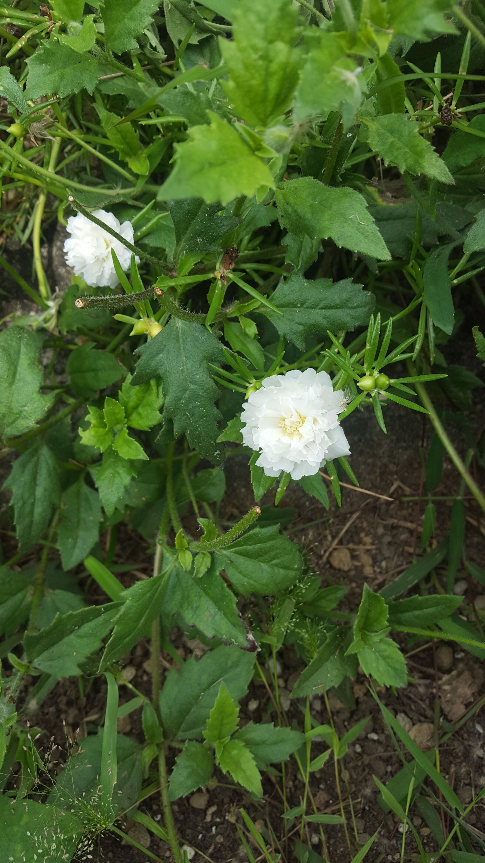 Samsung GALAXY S6 edge sample photo. White, flower, nature photography