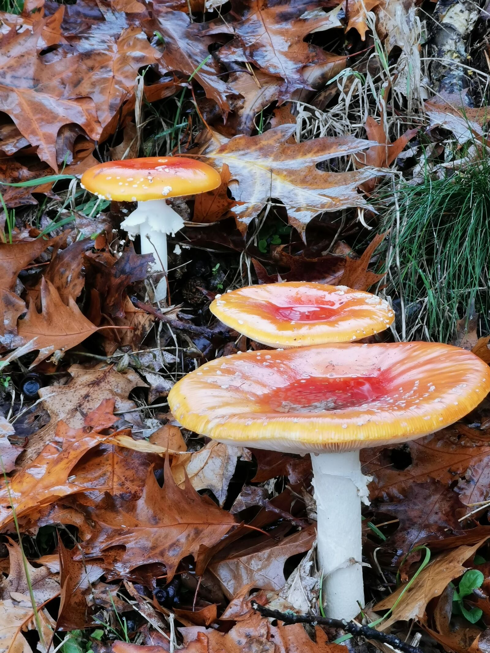 HUAWEI P30 Pro sample photo. Fly agaric, autumn, leaves photography