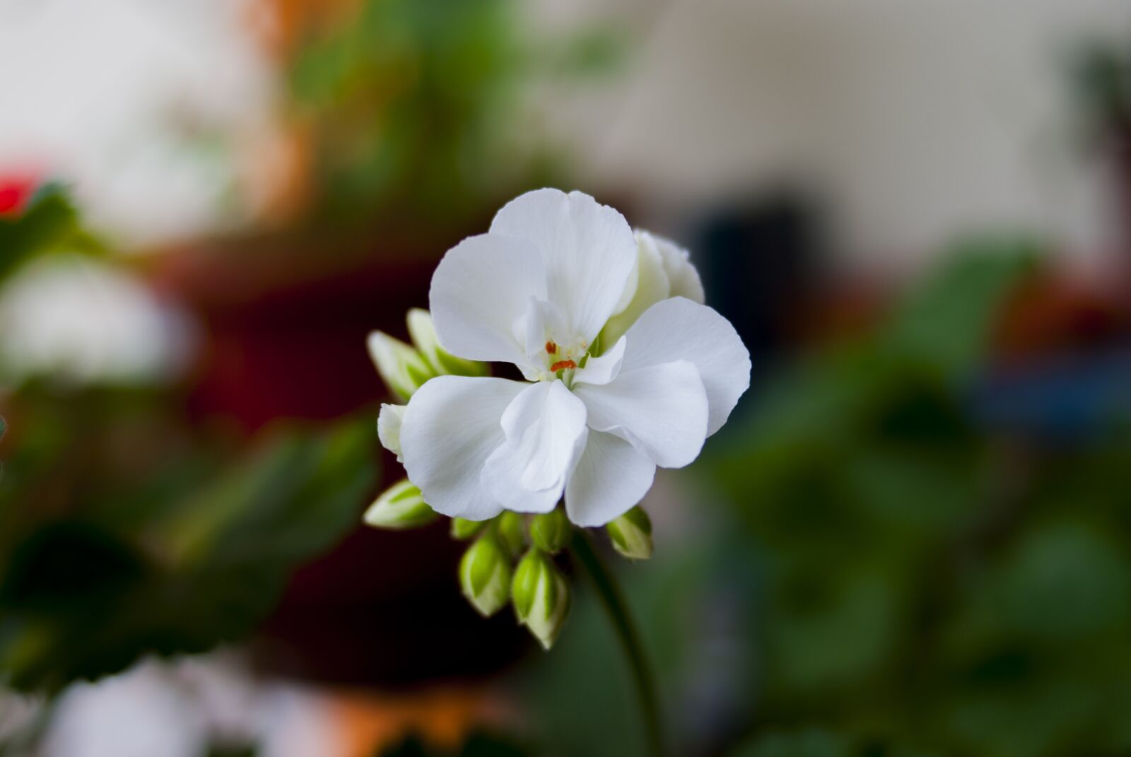 Nikon D60 sample photo. Jeranio, flower, nature photography