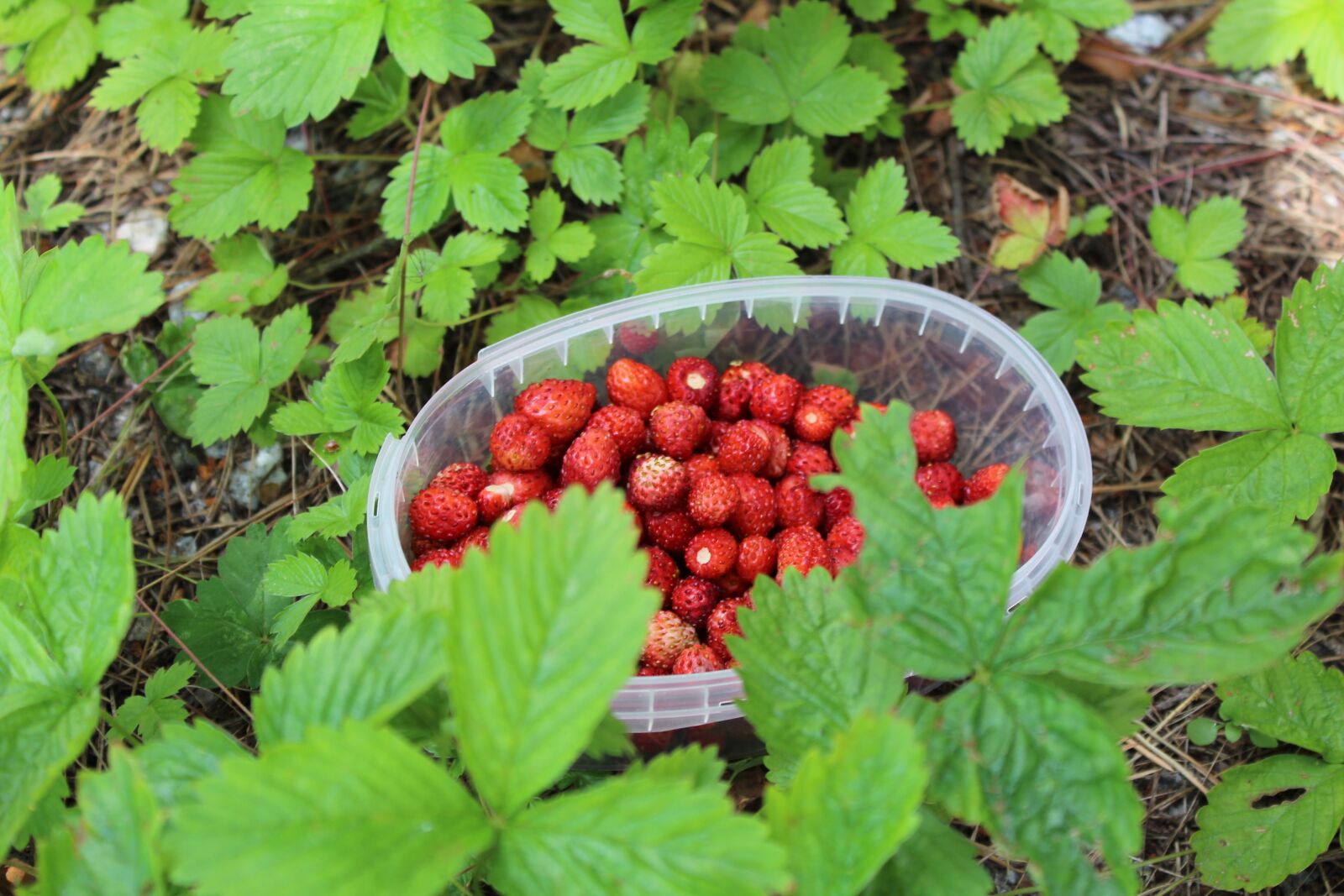 Canon EOS 600D (Rebel EOS T3i / EOS Kiss X5) sample photo. Strawberry, summer, berry photography