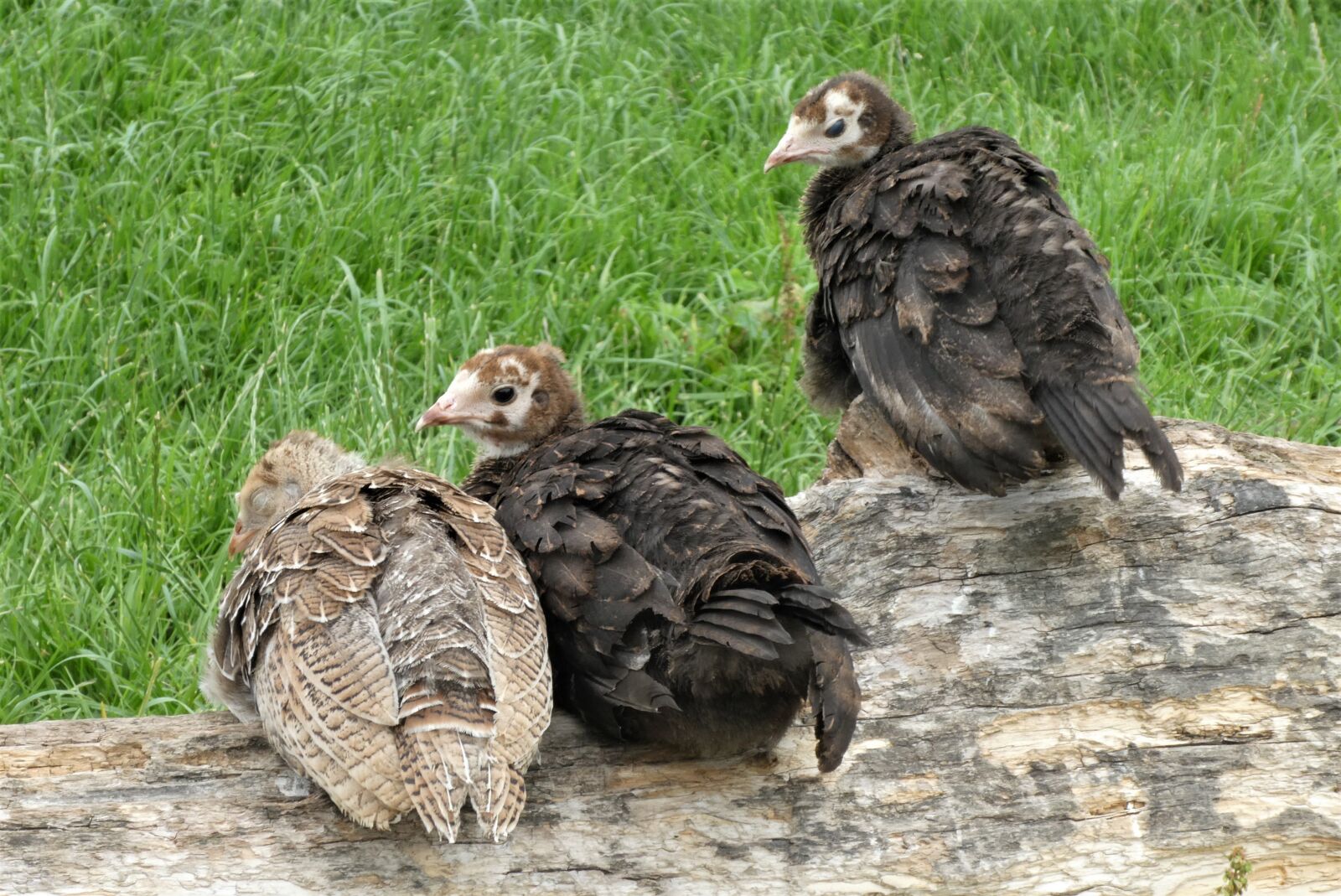 Panasonic Lumix DC-ZS70 (Lumix DC-TZ90) sample photo. Chicks, turkeys, chick photography