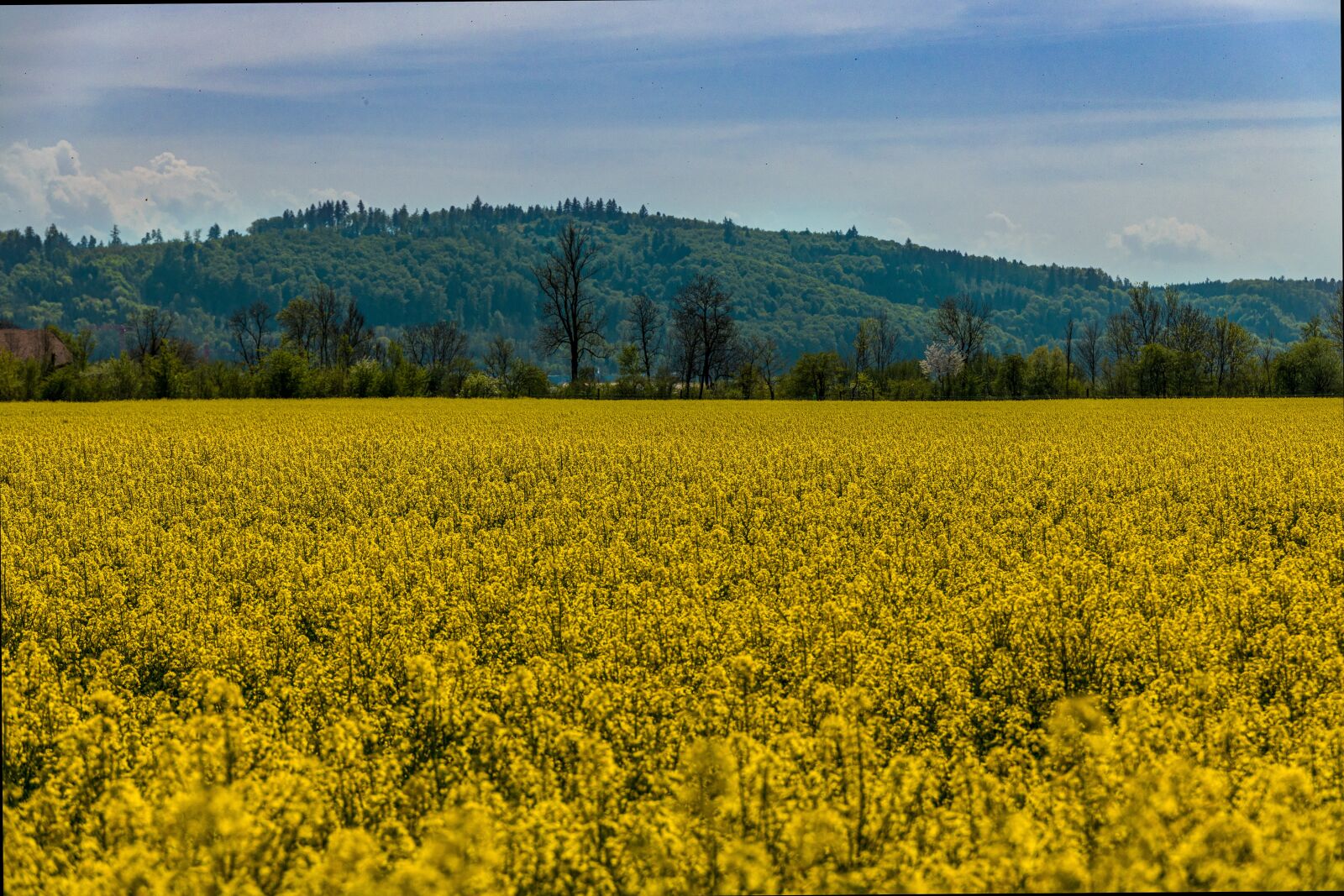 Canon EOS R sample photo. Oilseed rape, field of photography