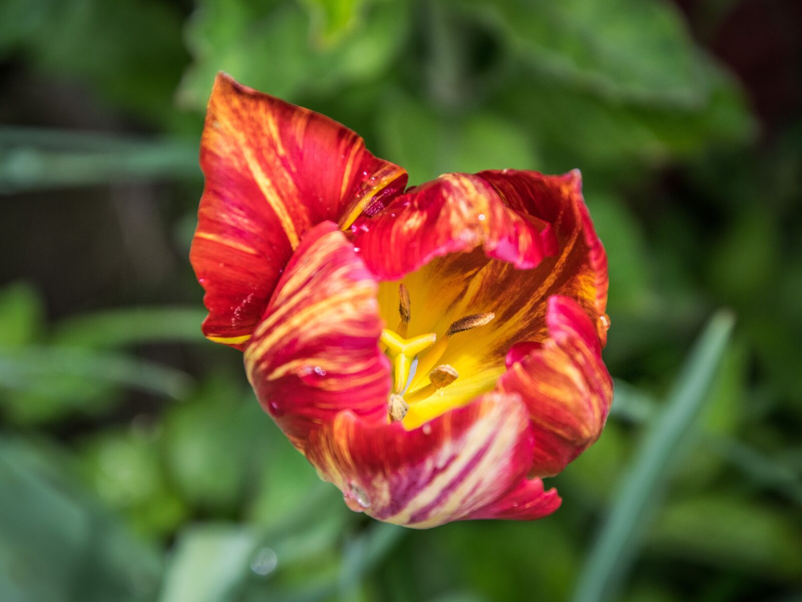 Nikon D5300 sample photo. Flower, tulip, garden photography