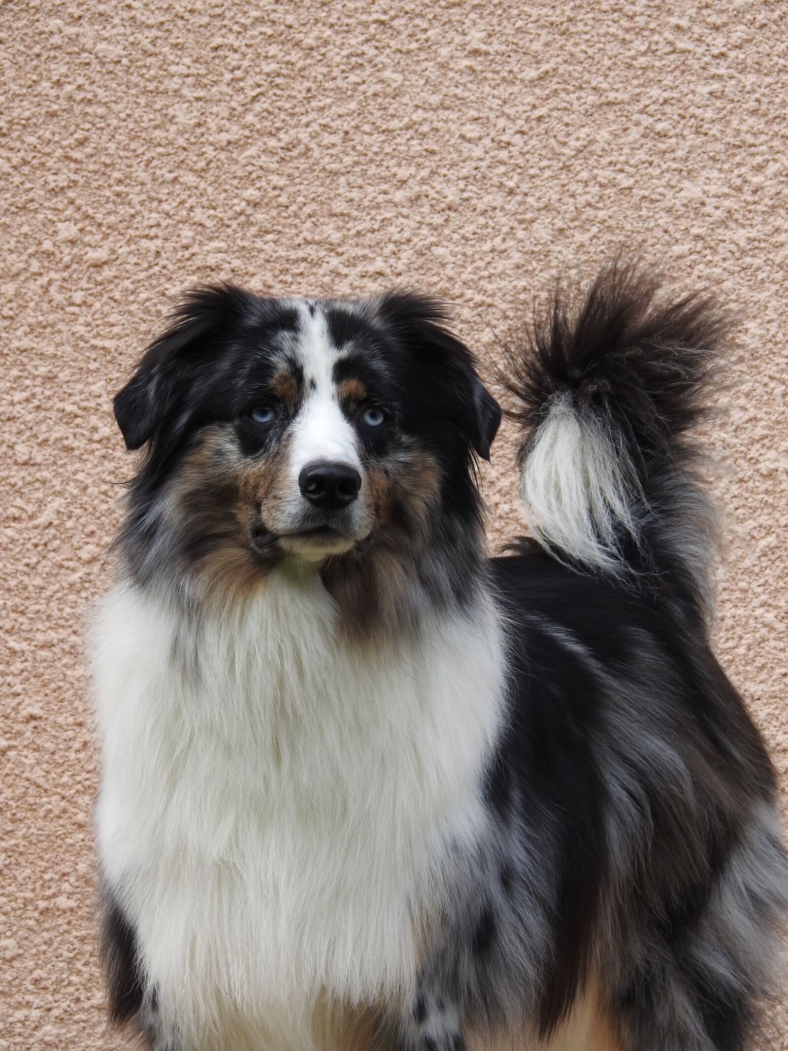 Nikon Coolpix P900 sample photo. Dog, berger, animals photography