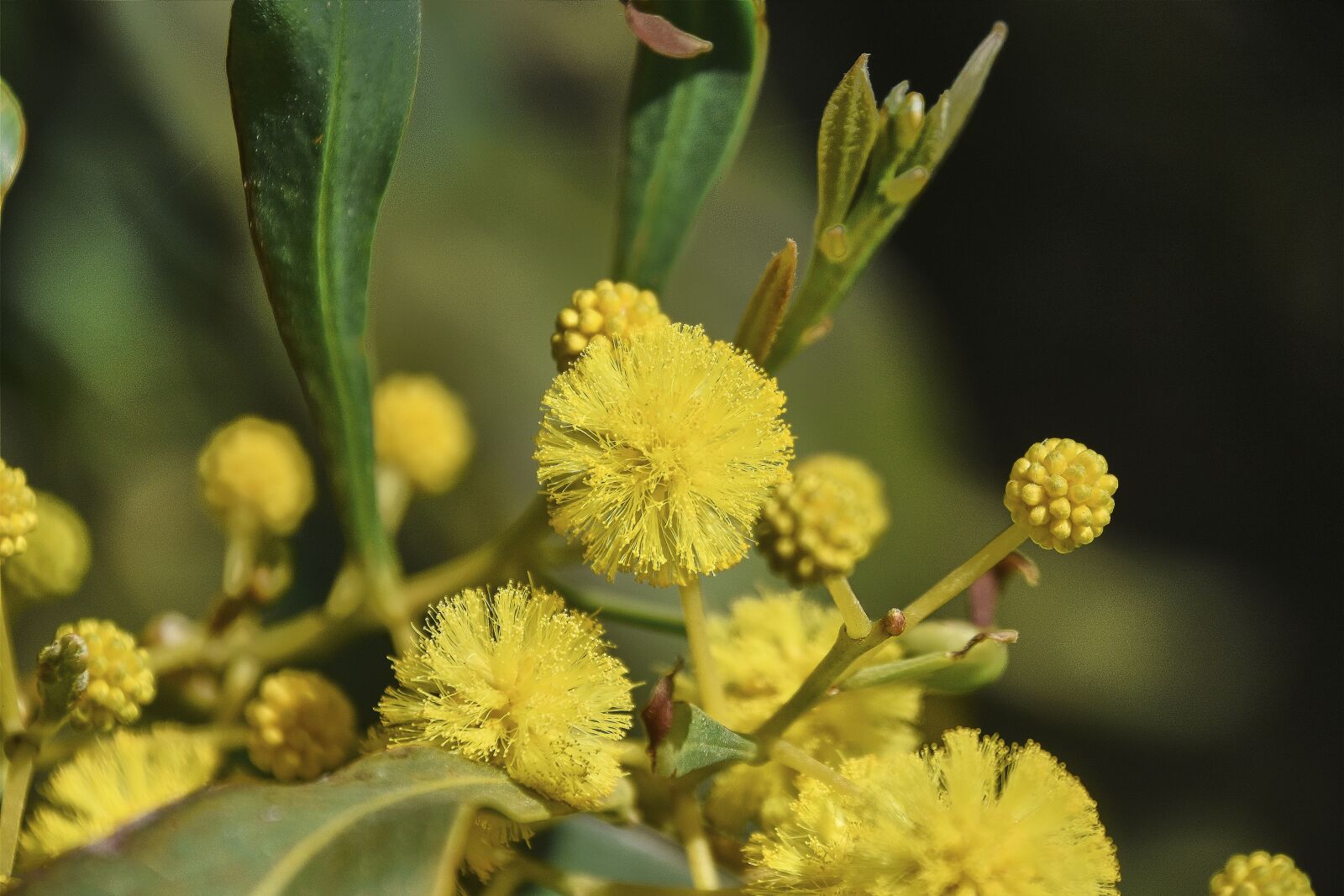 Nikon D7200 sample photo. Flowers, garden, plant photography