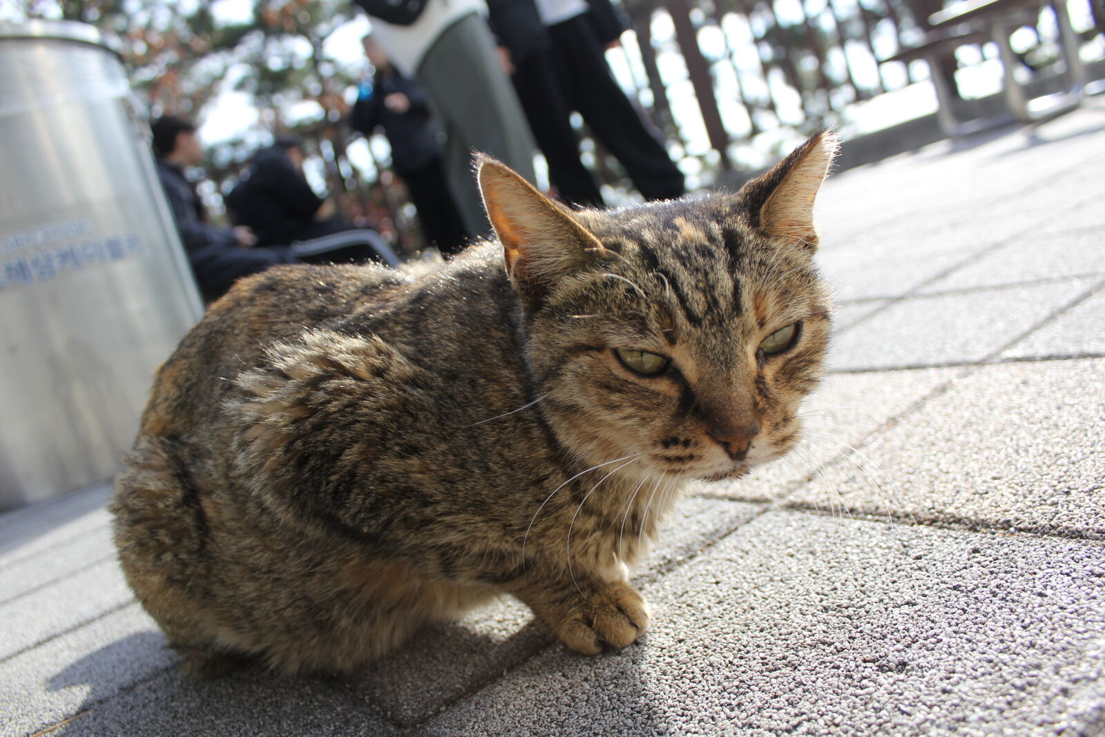 Canon EOS 60D sample photo