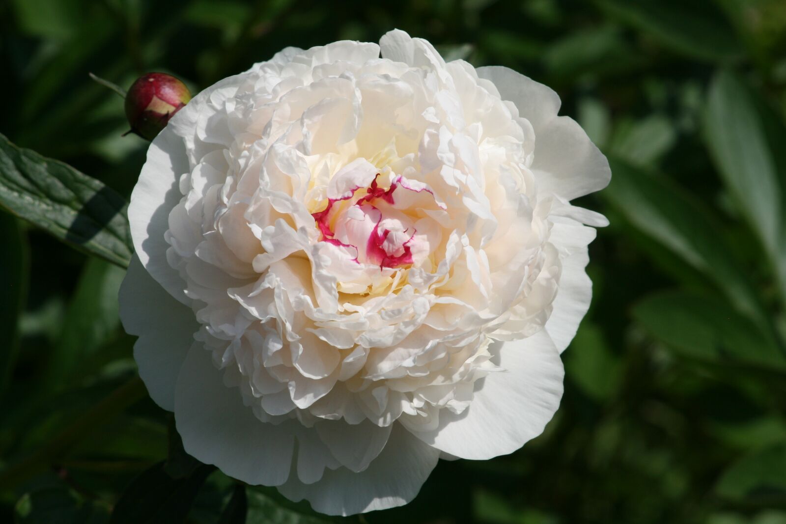 Canon EOS 400D (EOS Digital Rebel XTi / EOS Kiss Digital X) sample photo. Flower, white, plant photography