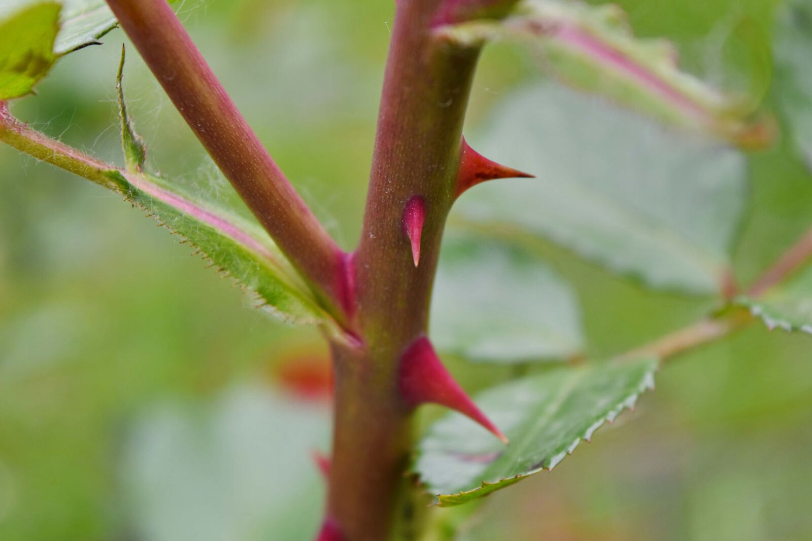 Nikon D5500 sample photo. Thorn, leaf, shrub, flora photography