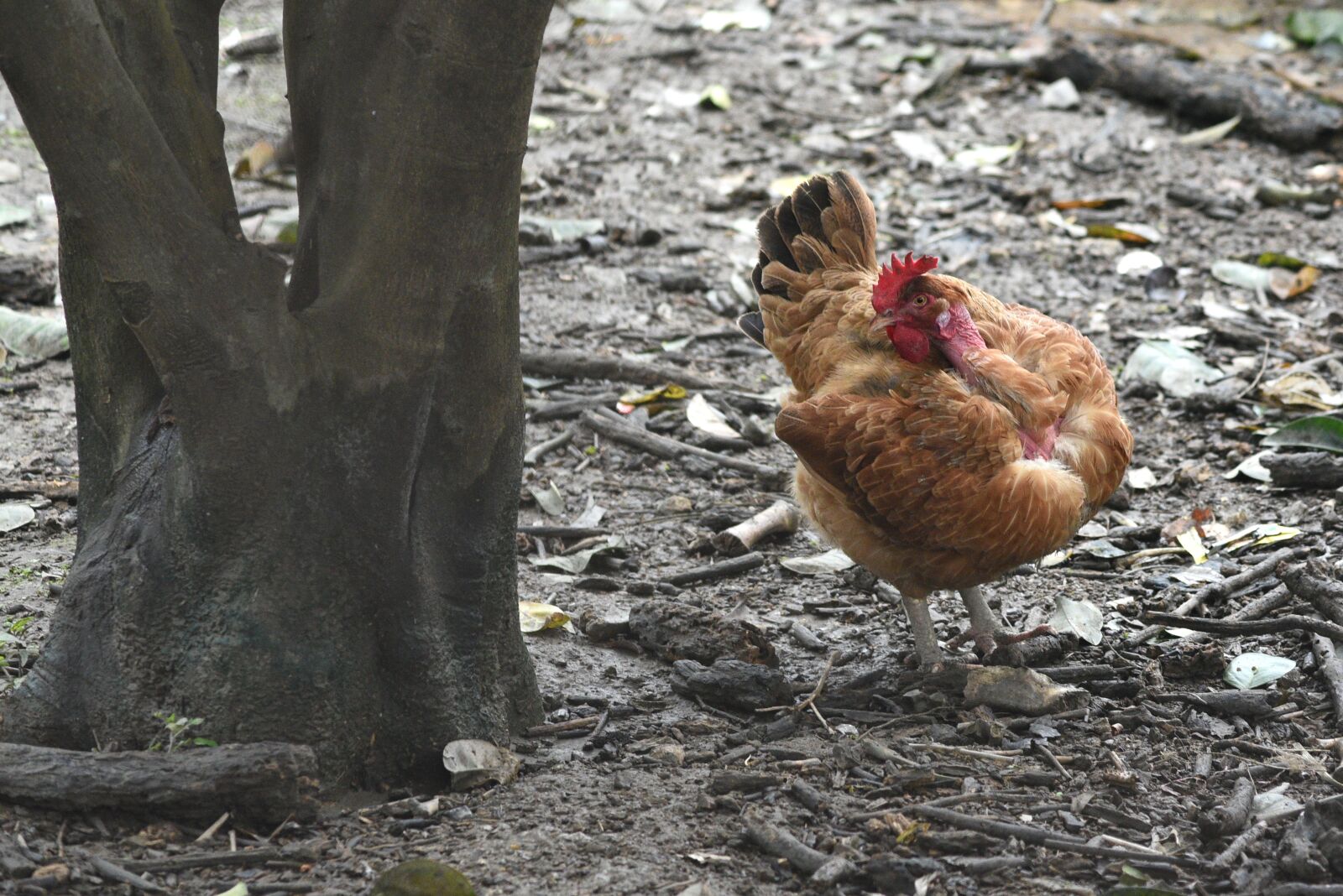 Nikon D750 sample photo. Chicken, animal, phasianidae photography