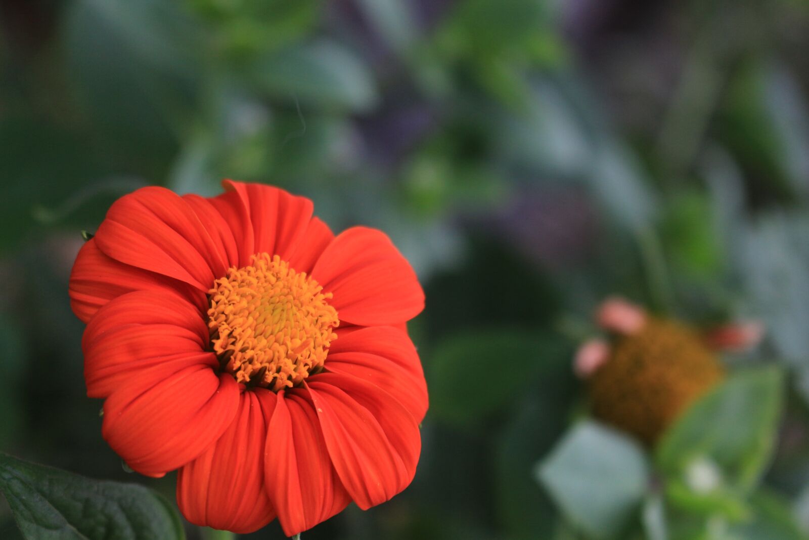 Canon EOS 700D (EOS Rebel T5i / EOS Kiss X7i) sample photo. Red, flower, nature photography