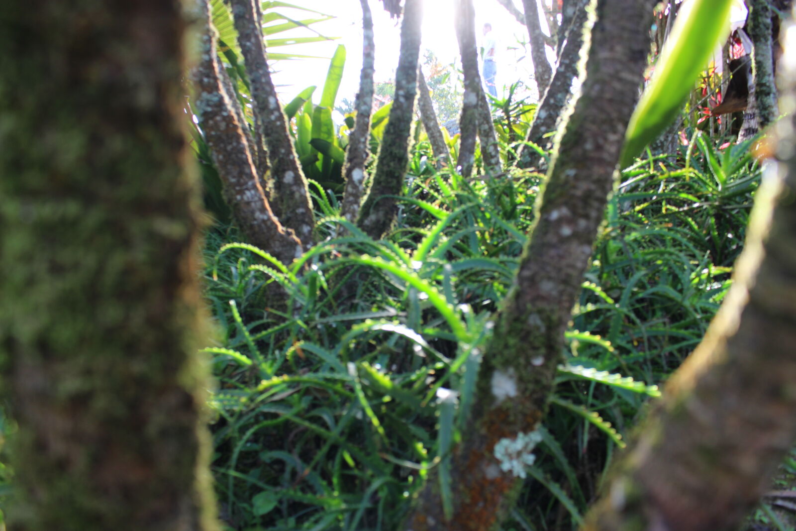 Canon EOS 100D (EOS Rebel SL1 / EOS Kiss X7) sample photo. Exotic, trees, tropical, rainforest photography