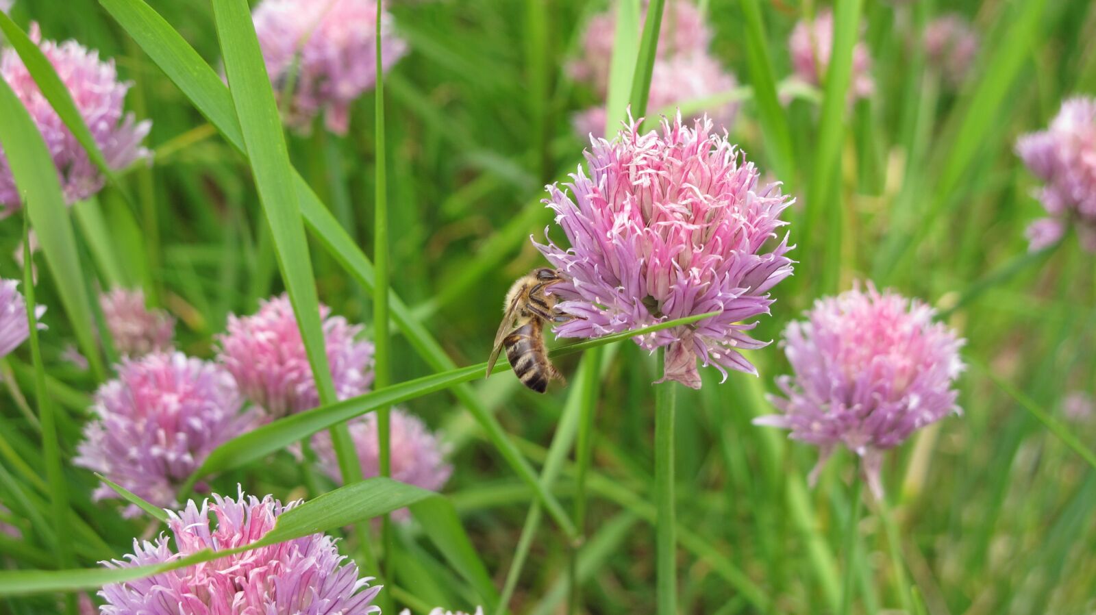 Canon PowerShot G12 sample photo. Bee, chives, herbs photography