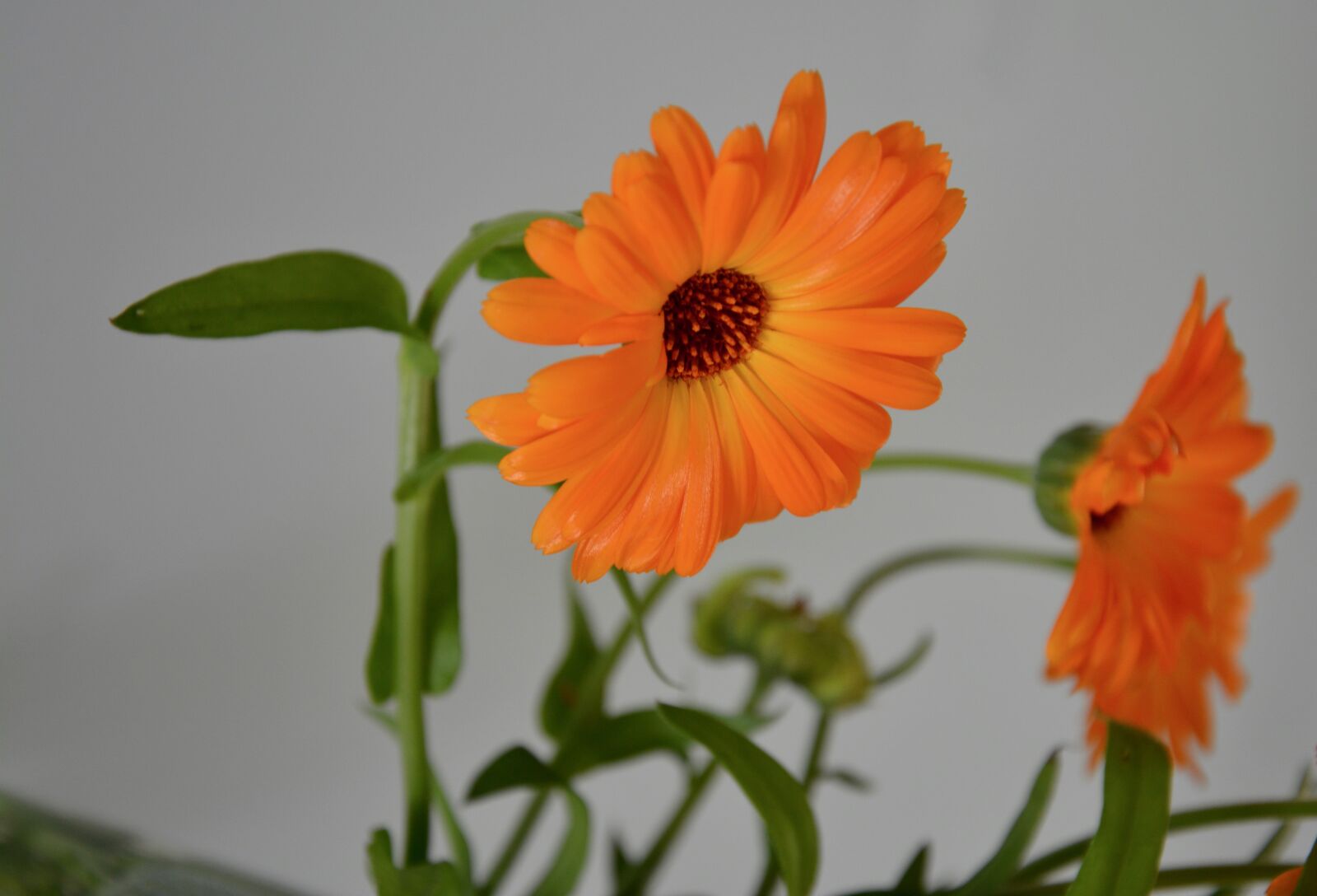 Nikon D5200 sample photo. Flower, flowers, plant photography