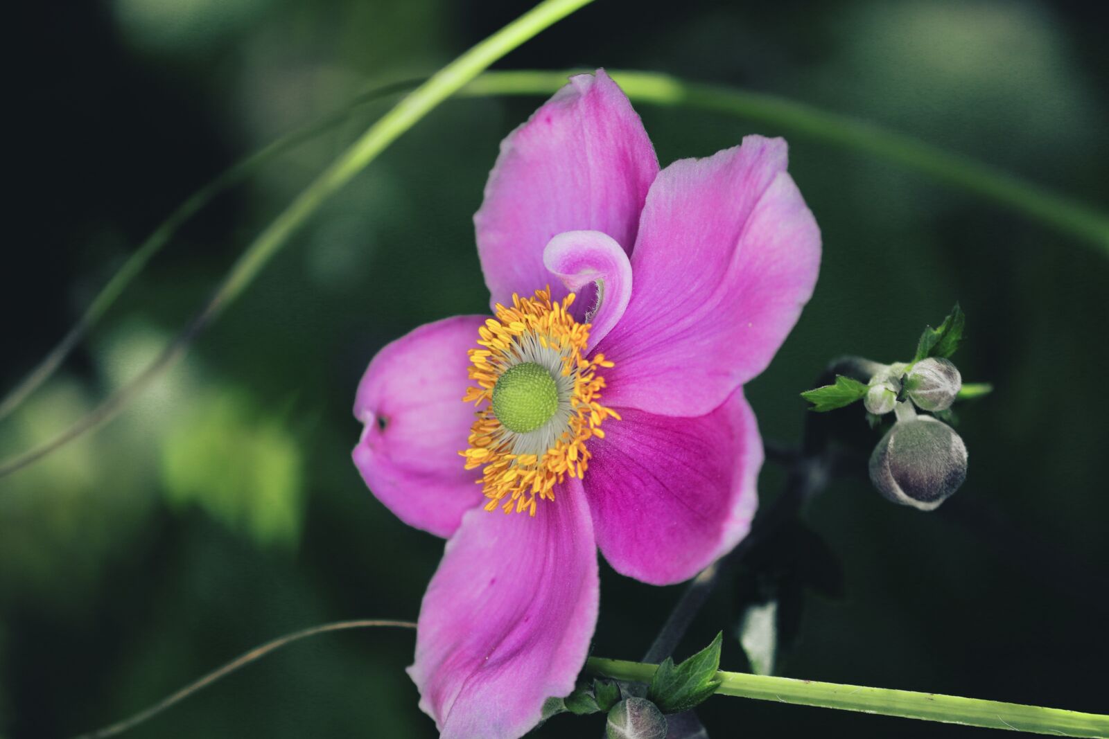 Canon EOS 200D (EOS Rebel SL2 / EOS Kiss X9) sample photo. Fall anemone, anemone hupehensis photography