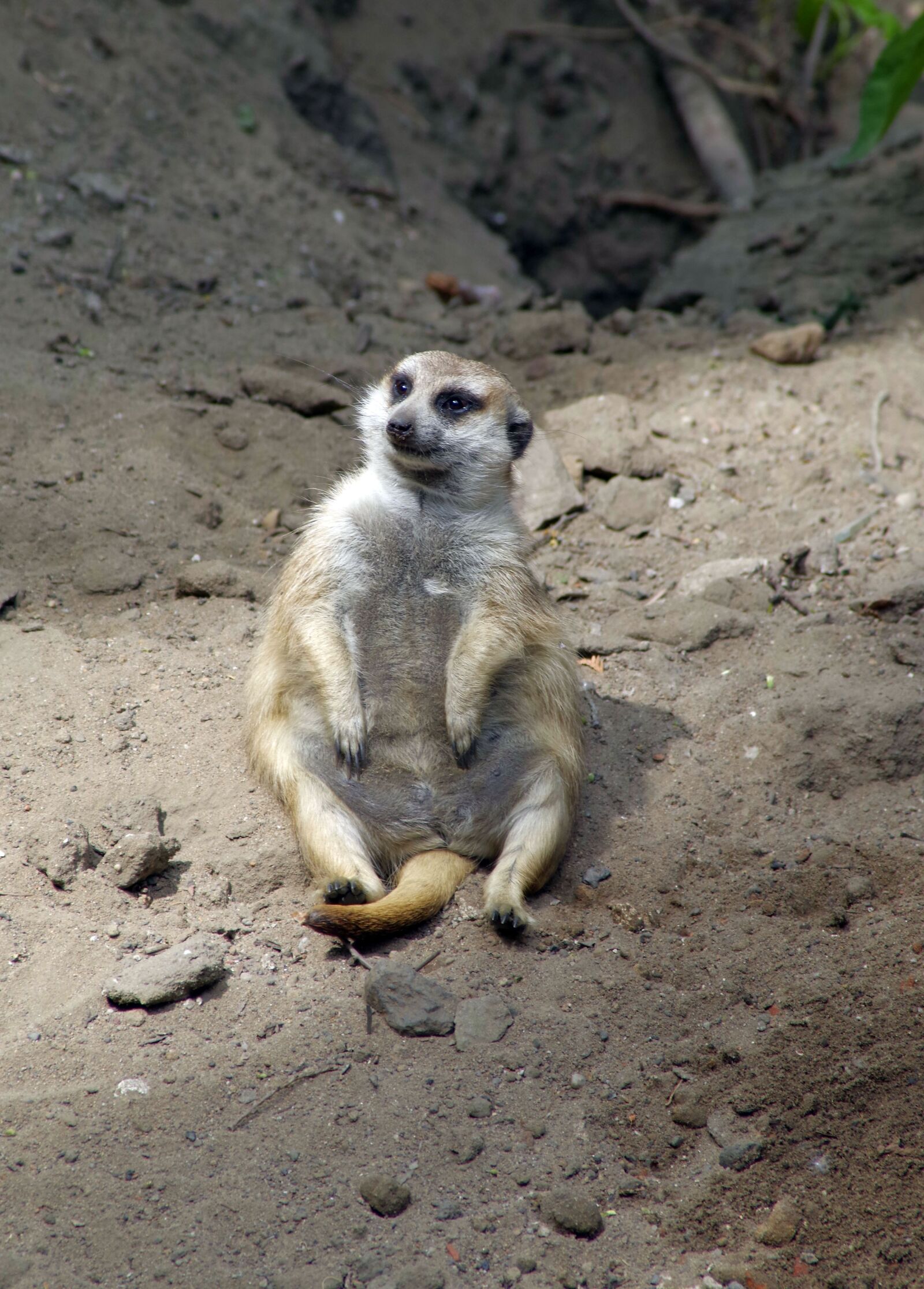 Pentax K-S2 sample photo. Surykatka, sitting, funny photography