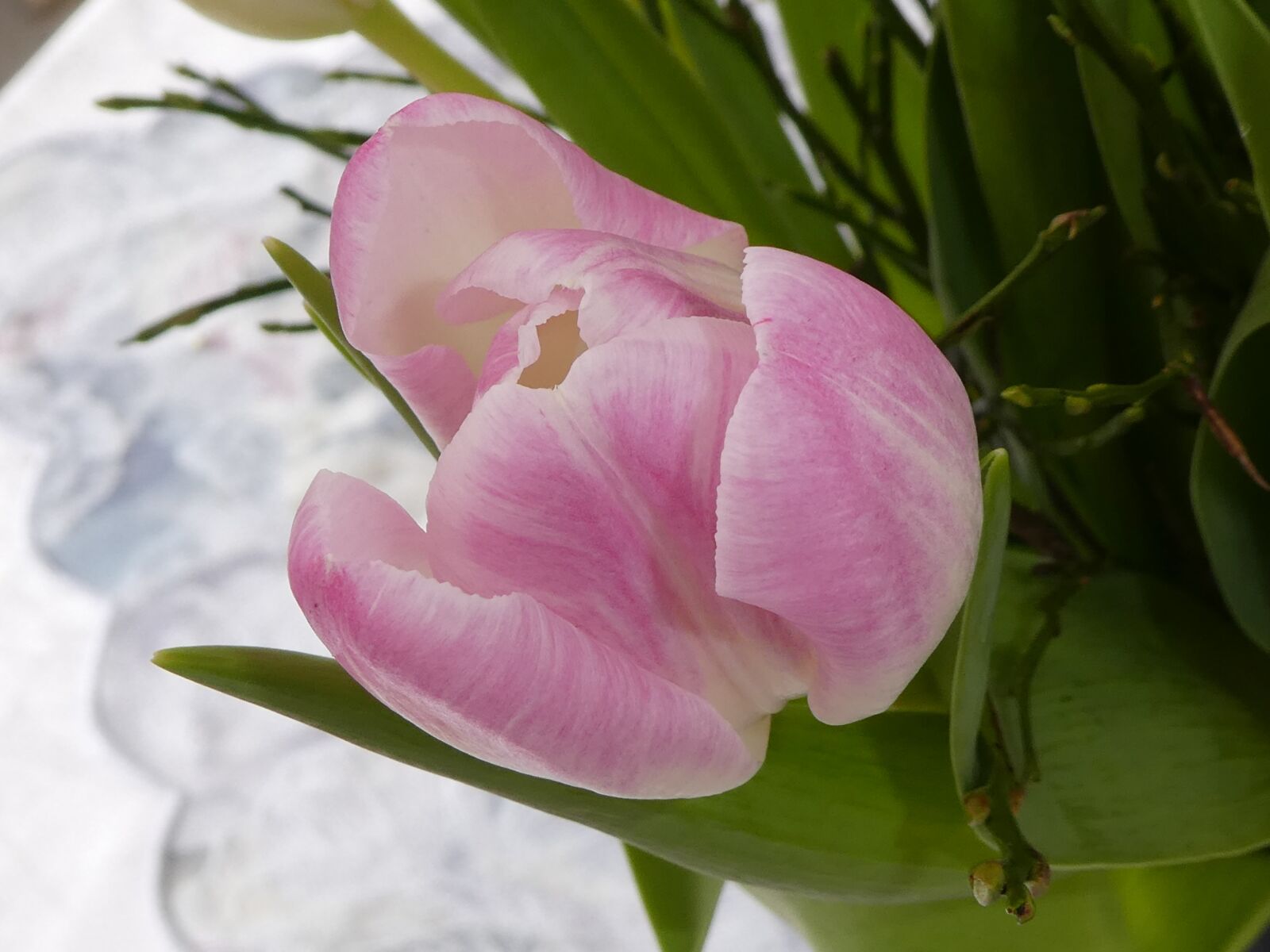 Panasonic DMC-TZ81 sample photo. Tulip, tender, pink photography