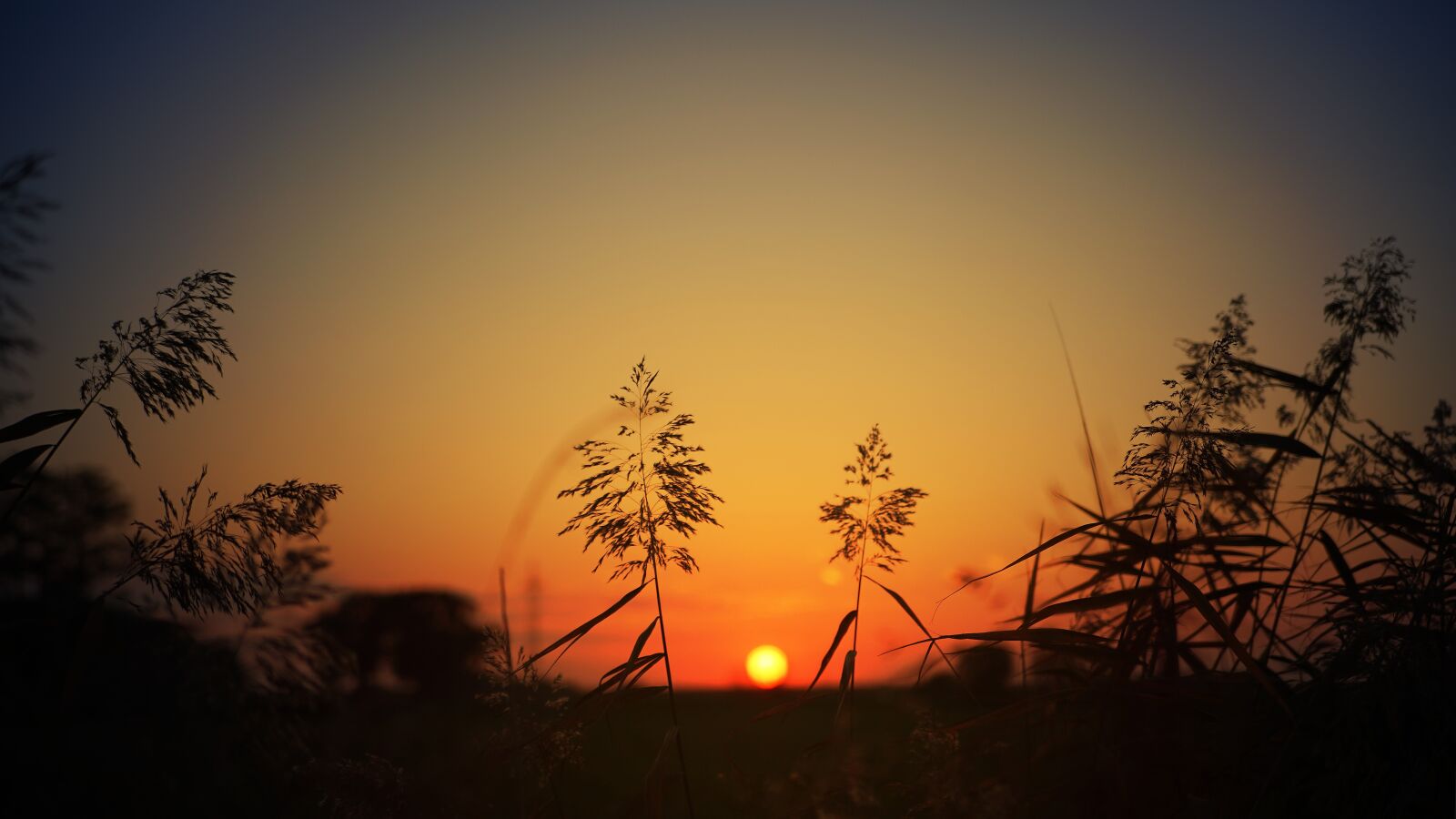 Sony 28-75mm F2.8 SAM sample photo. Sunset, grass, peaceful photography