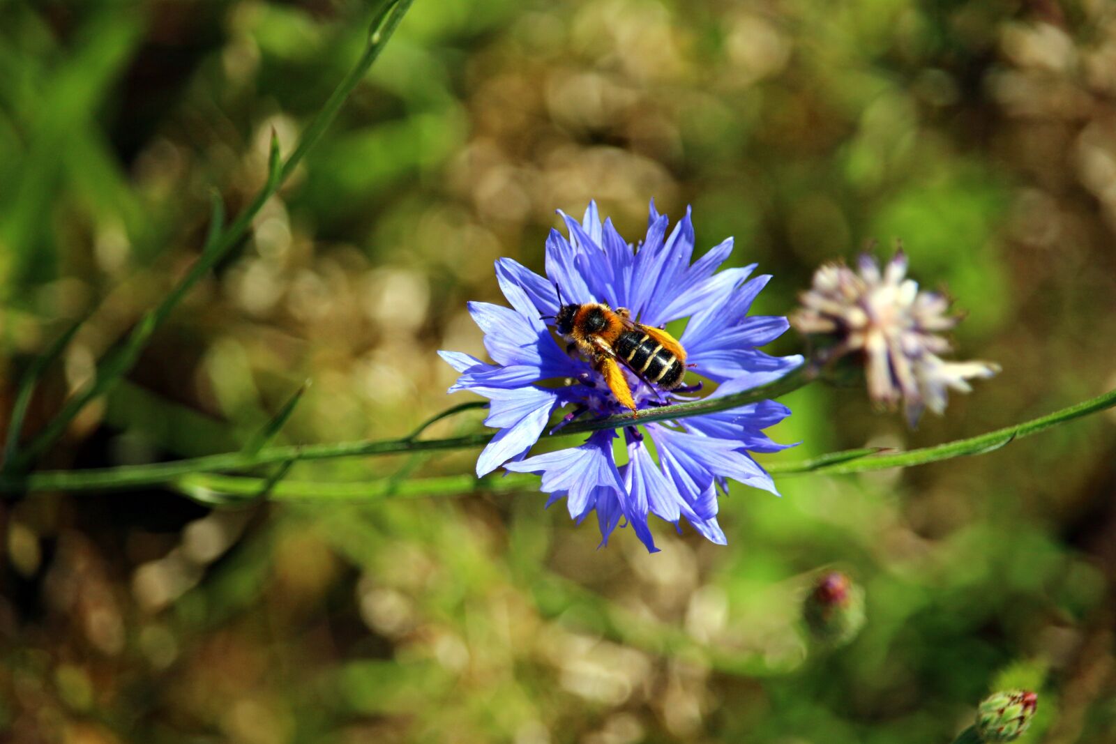 Canon EOS 100D (EOS Rebel SL1 / EOS Kiss X7) sample photo. Flower, bee, cornflower photography