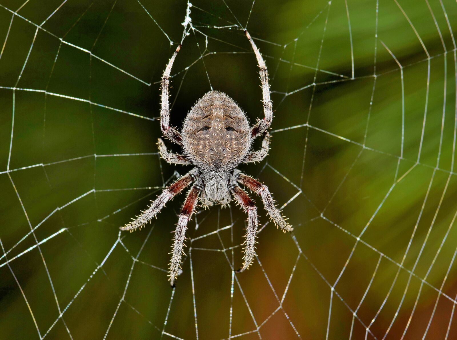 Nikon D5300 sample photo. Spider, orb spider, orb photography