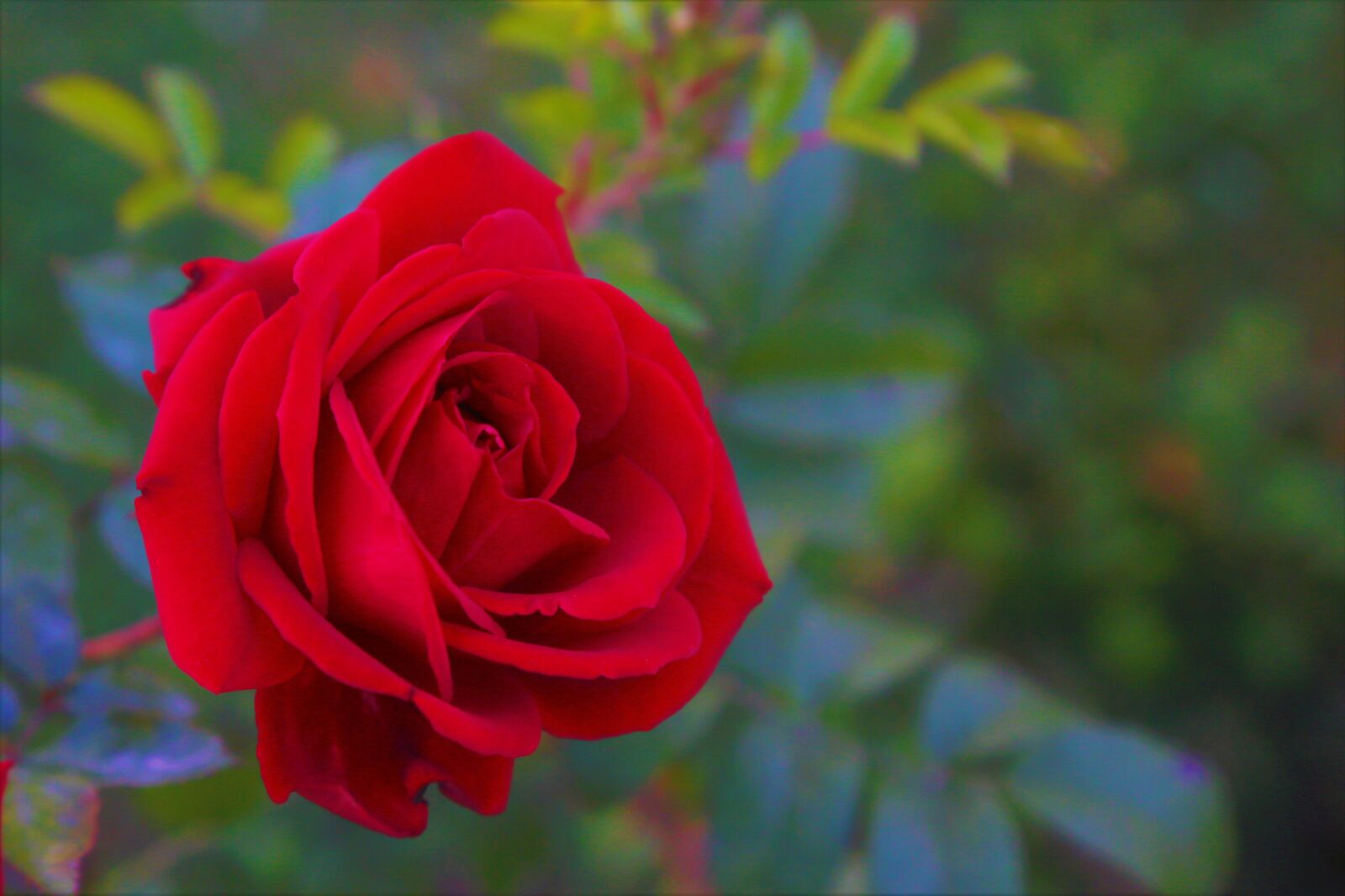Canon EF 24-105mm F4L IS USM sample photo. Rose, red, nature photography