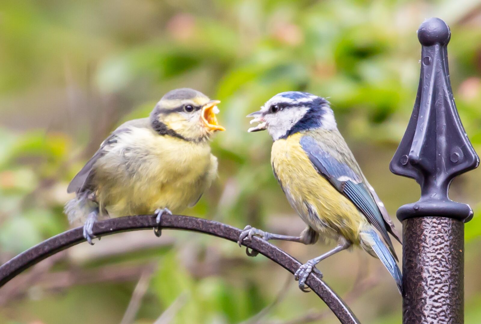 Canon EOS 5D Mark III sample photo. Feeding fledgling blue tit photography
