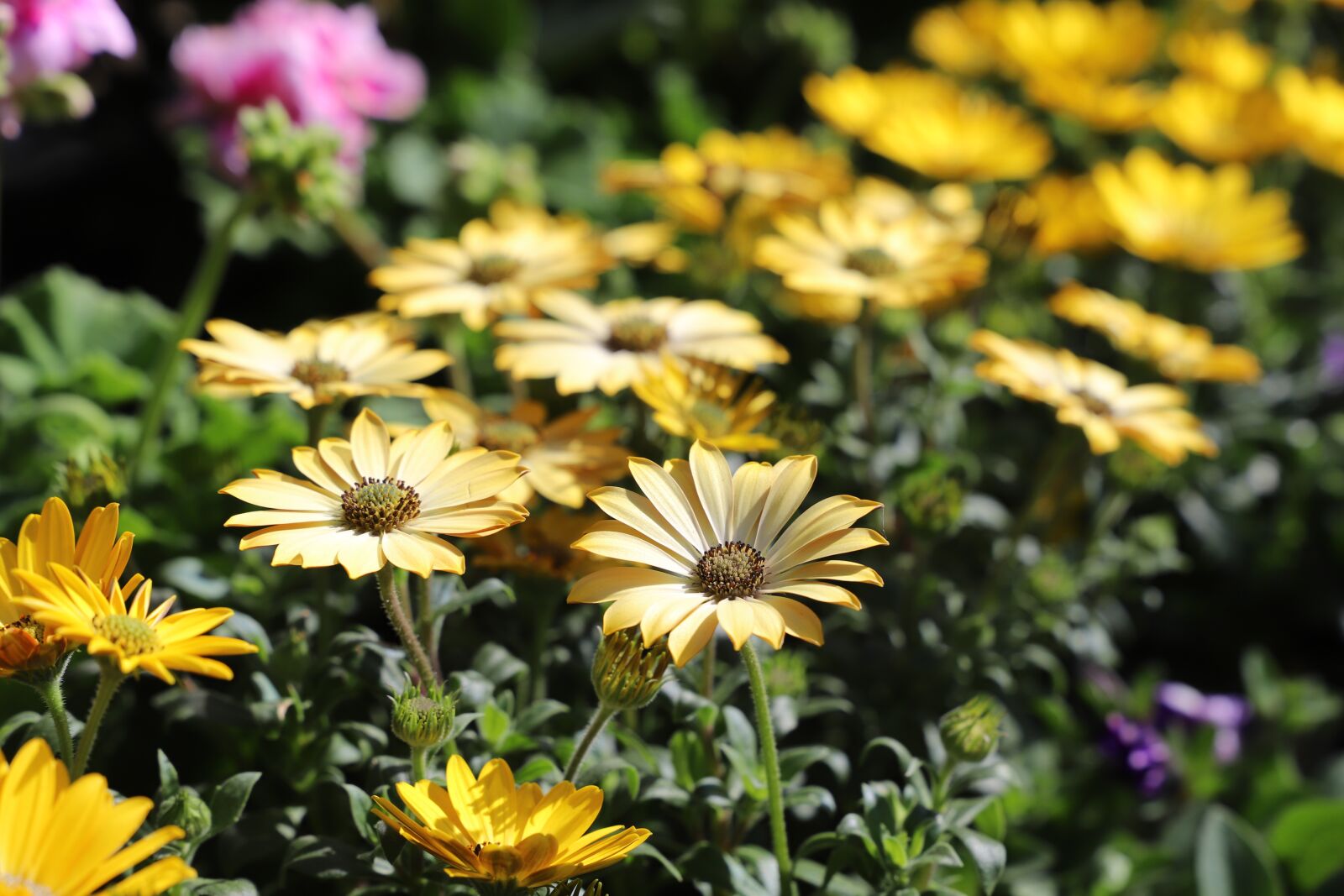 Canon EOS 6D Mark II sample photo. Flower, plant, nature photography