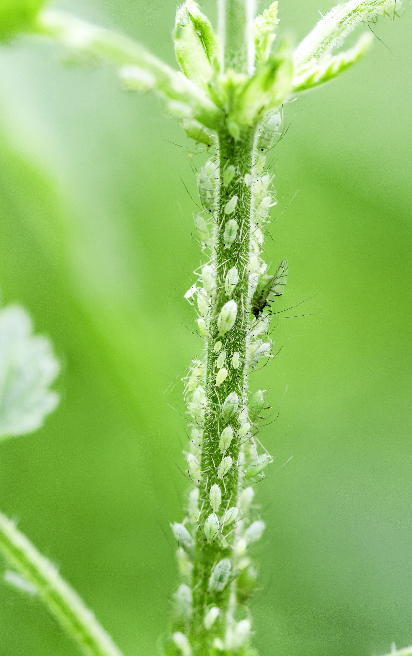Nikon D7000 sample photo. Greenfly, aphid, small photography