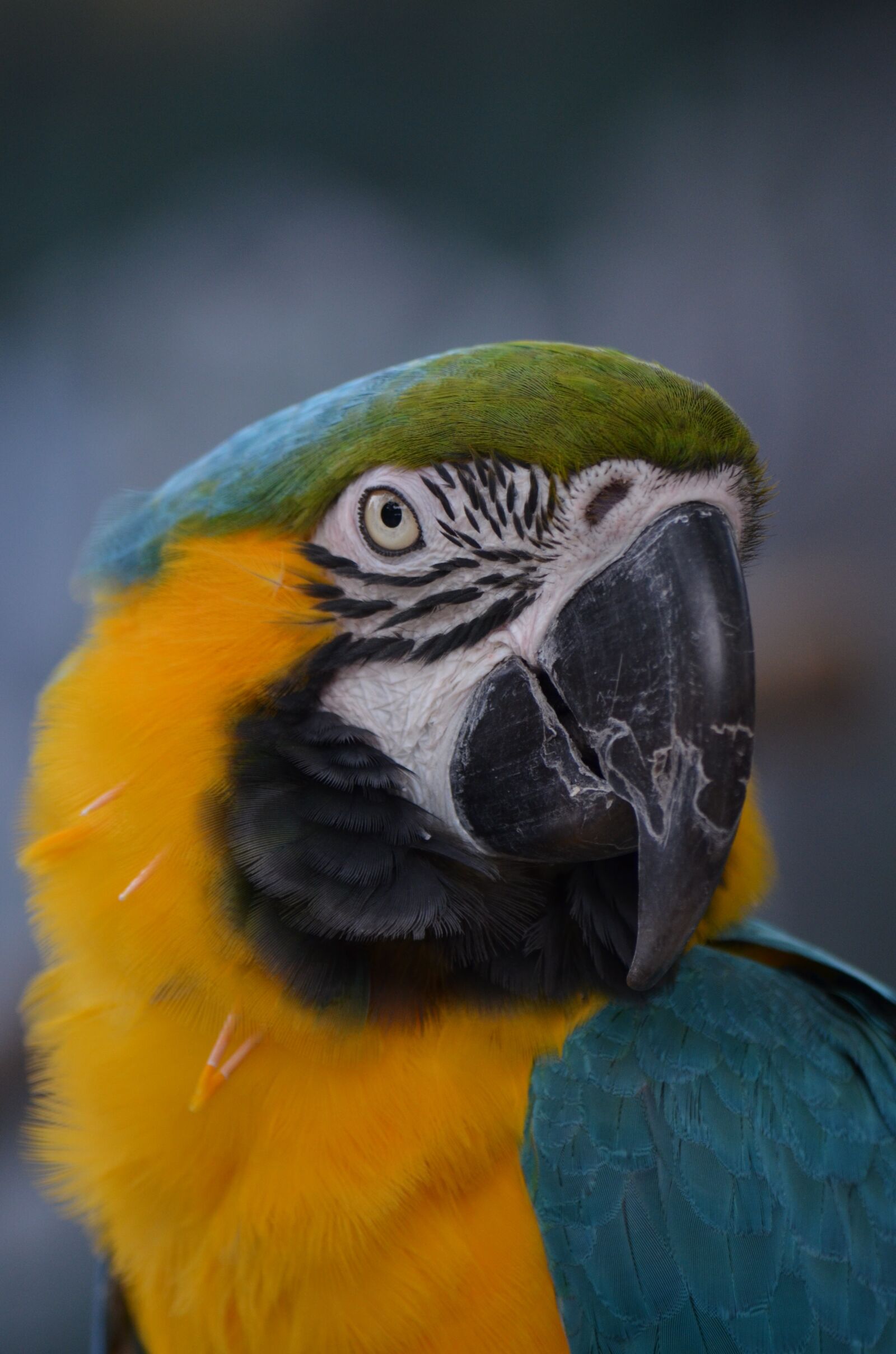 Nikon D7000 sample photo. Bird, macaw, nature photography