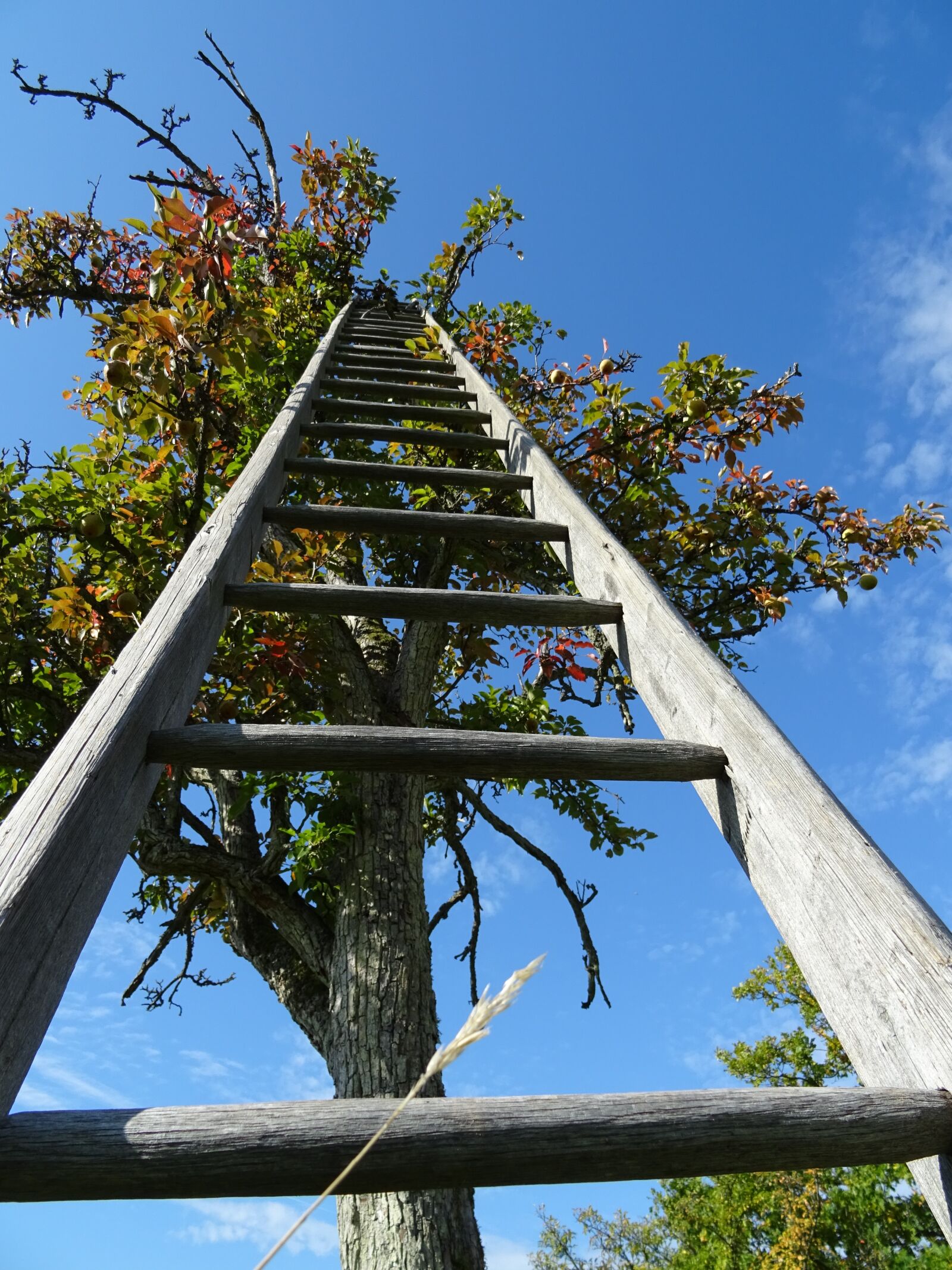 Sony DSC-HX60 sample photo. Tree, head, sky photography