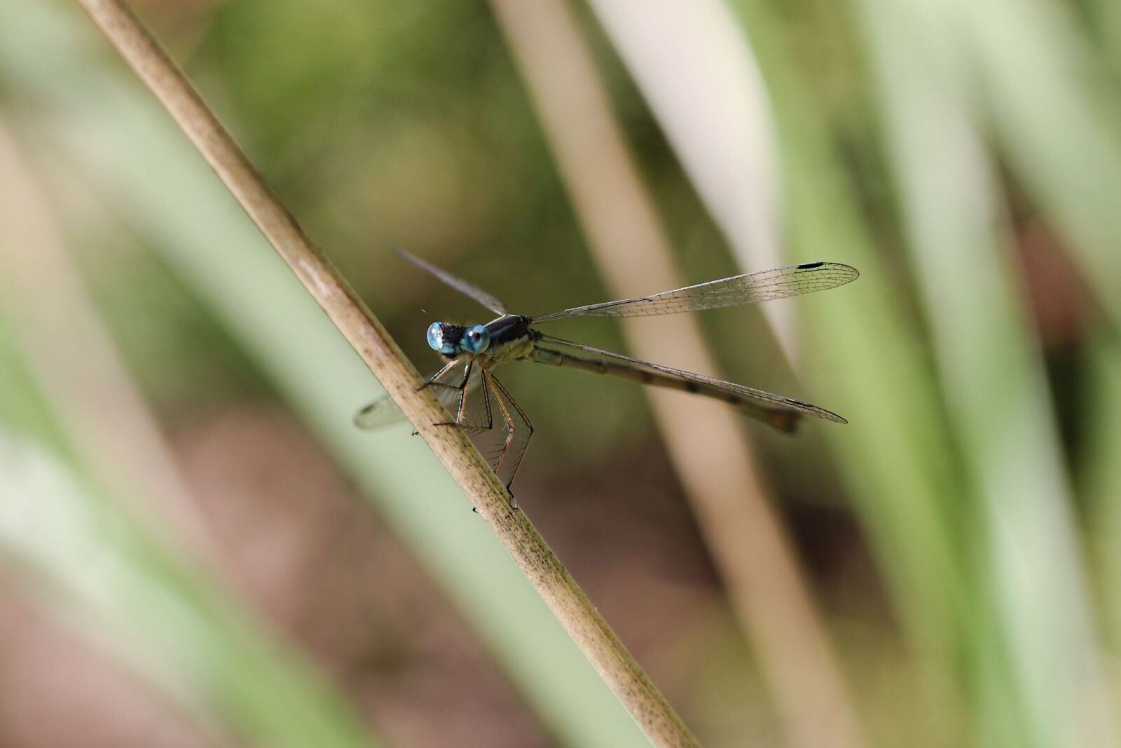 Canon EOS 550D (EOS Rebel T2i / EOS Kiss X4) sample photo. Damselfly, dragonfly, eyes photography