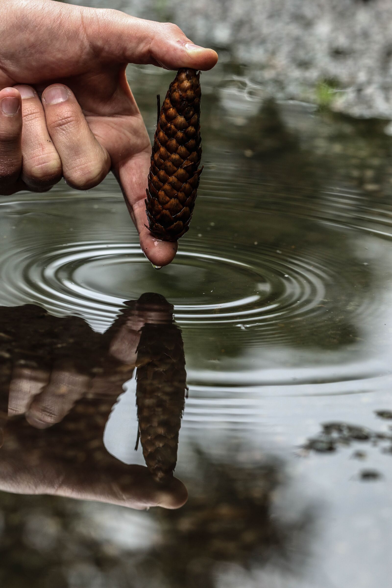 Canon EOS 7D Mark II sample photo. Pinecone, cone, puddle photography
