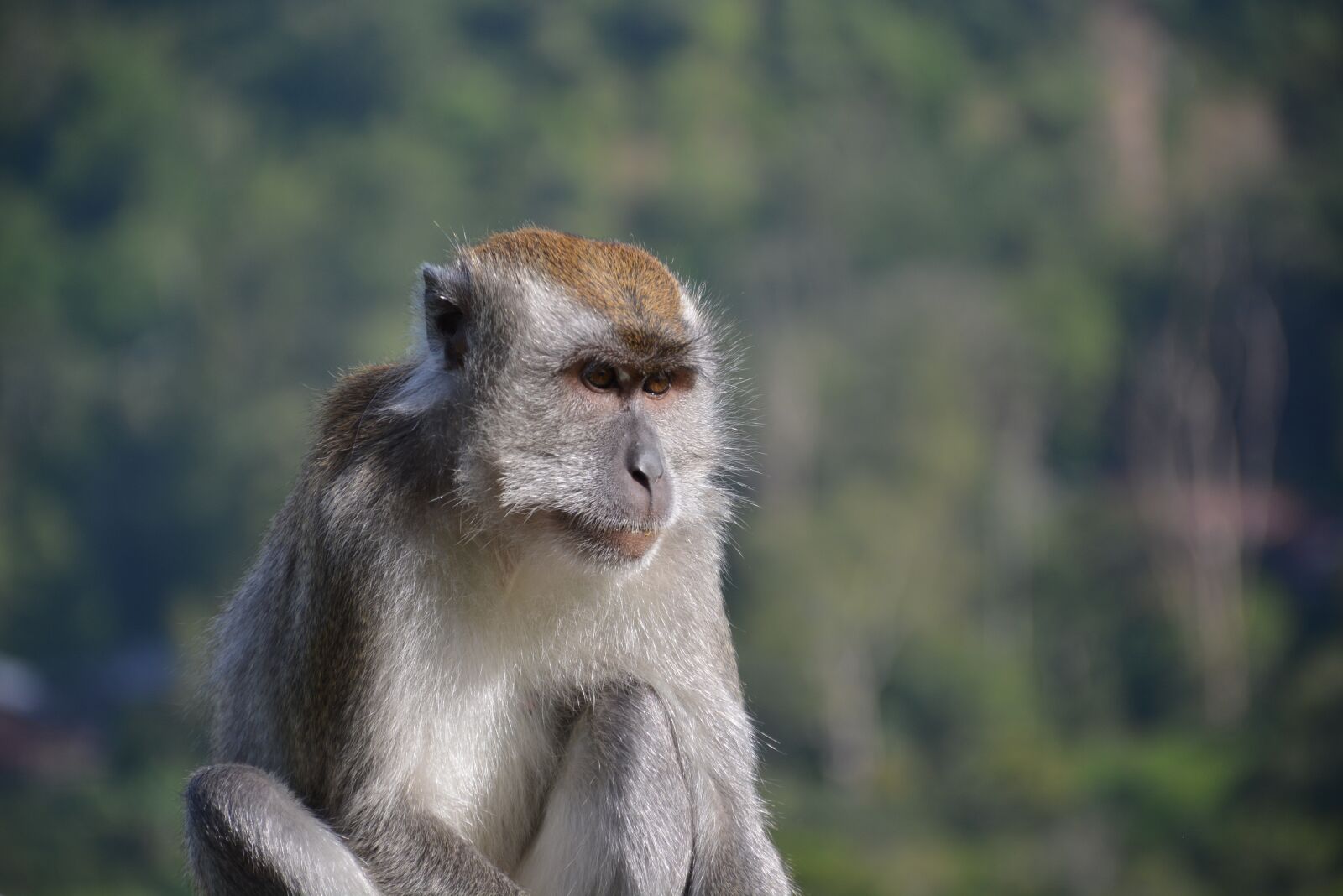 Nikon D5200 sample photo. Macaque, monkey, animal photography